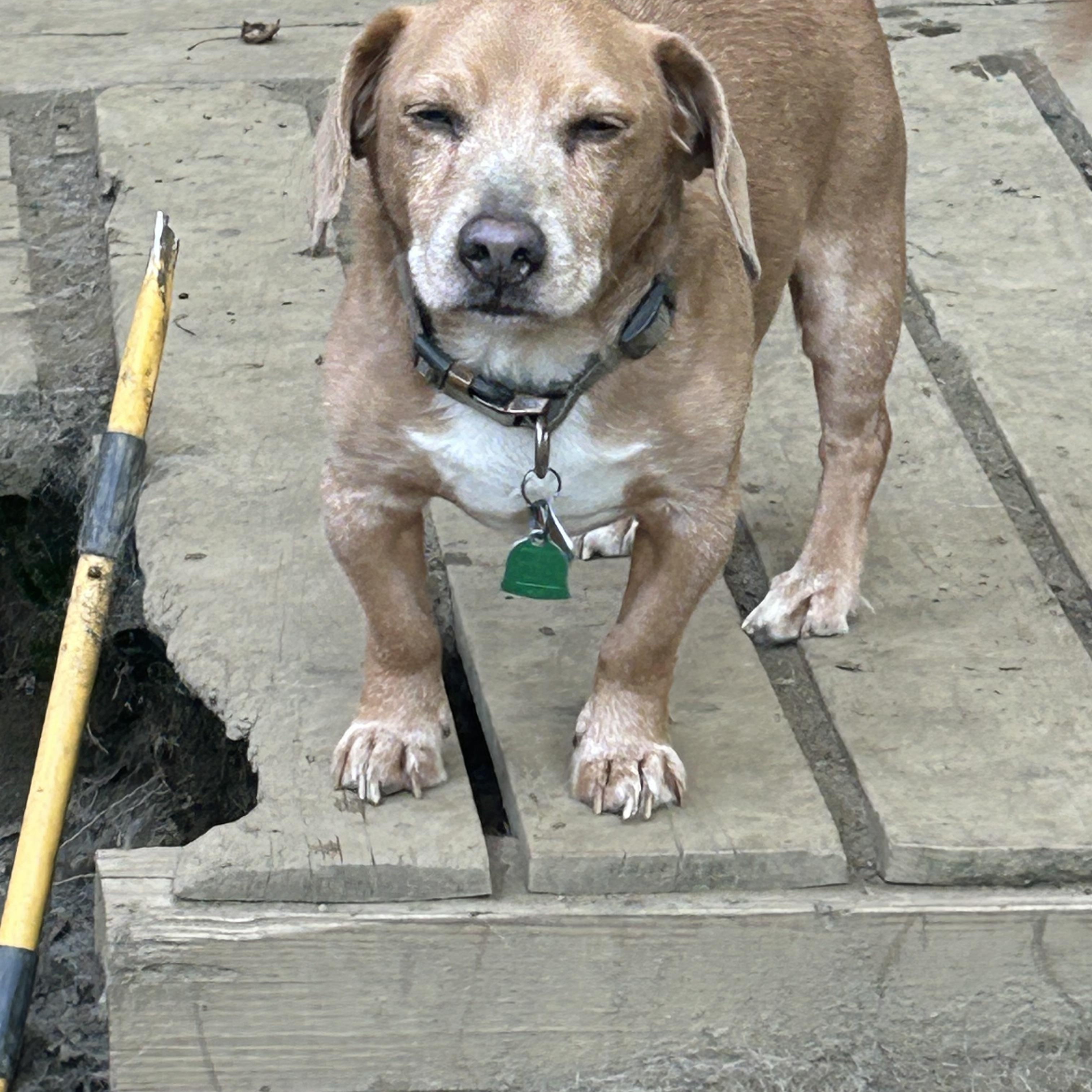 Cooper photo 1