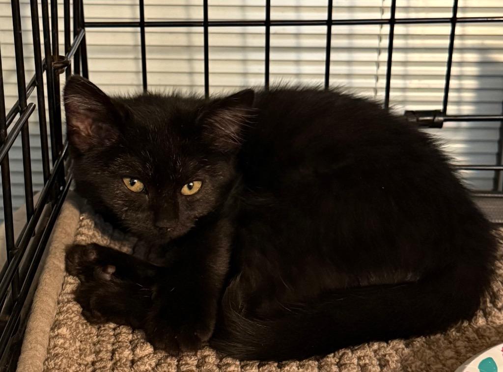 Enlarge Manhattan, a Adoptable mixed breed in Pomona, NY image 1/1