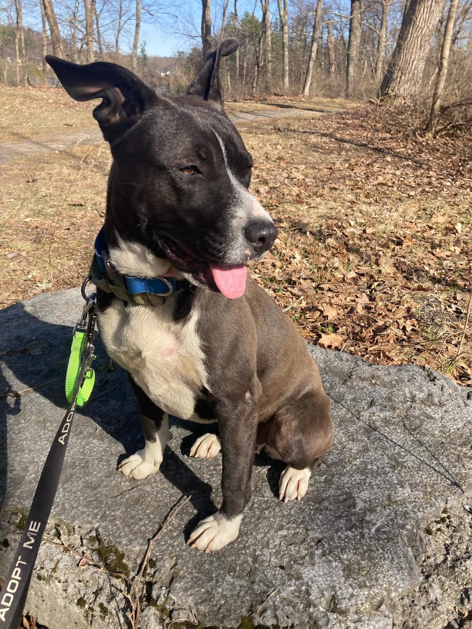 Enlarge Reba , a Adoptable Mixed Breed in Argyle, NY image 6/6
