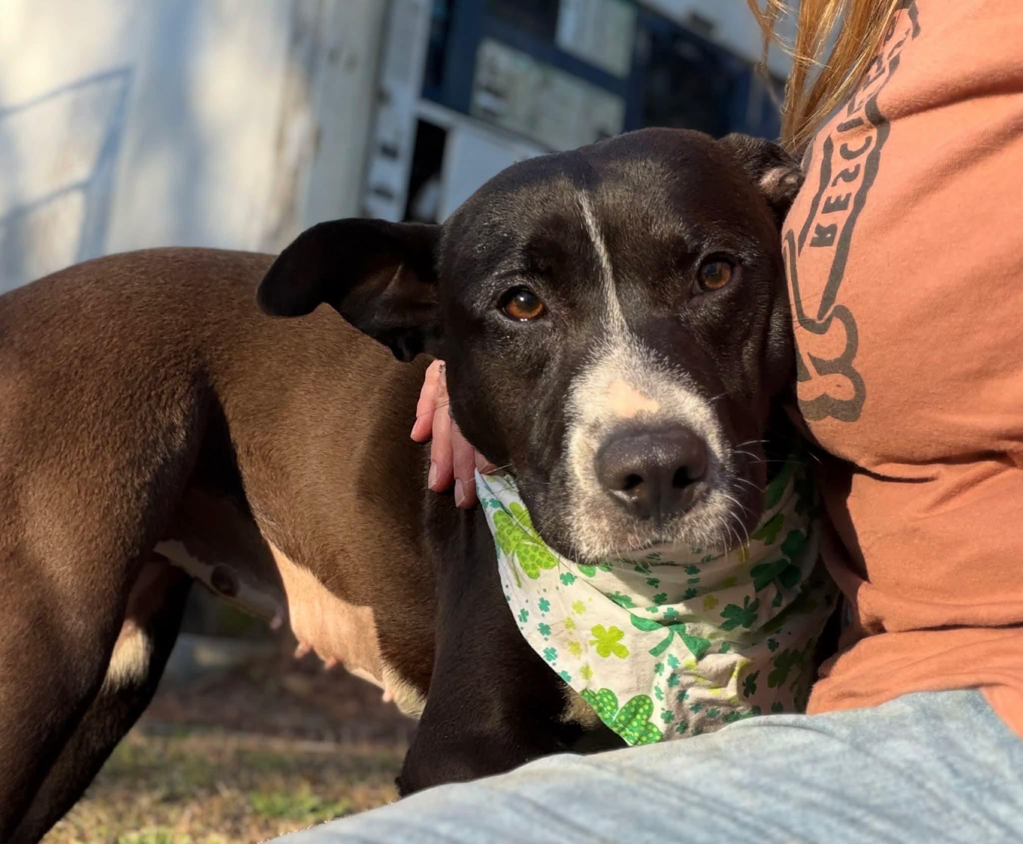 Enlarge Reba , a Adoptable Mixed Breed in Argyle, NY image 1/6