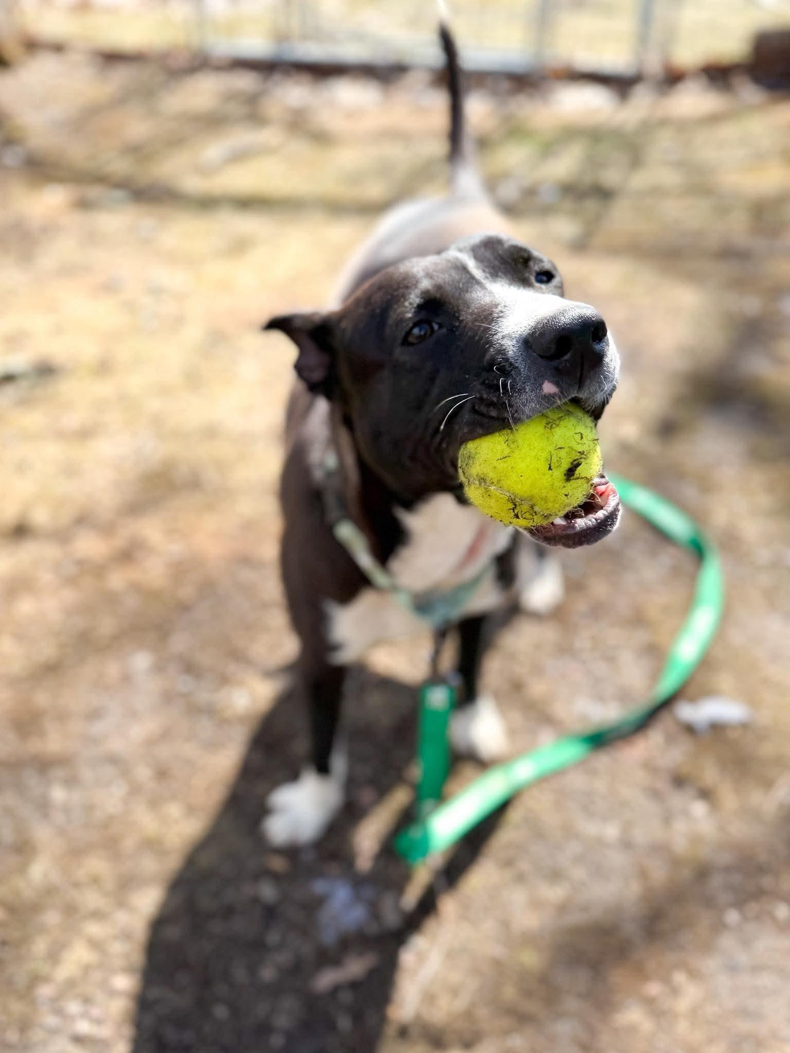 Enlarge Reba , a Adoptable Mixed Breed in Argyle, NY image 4/6