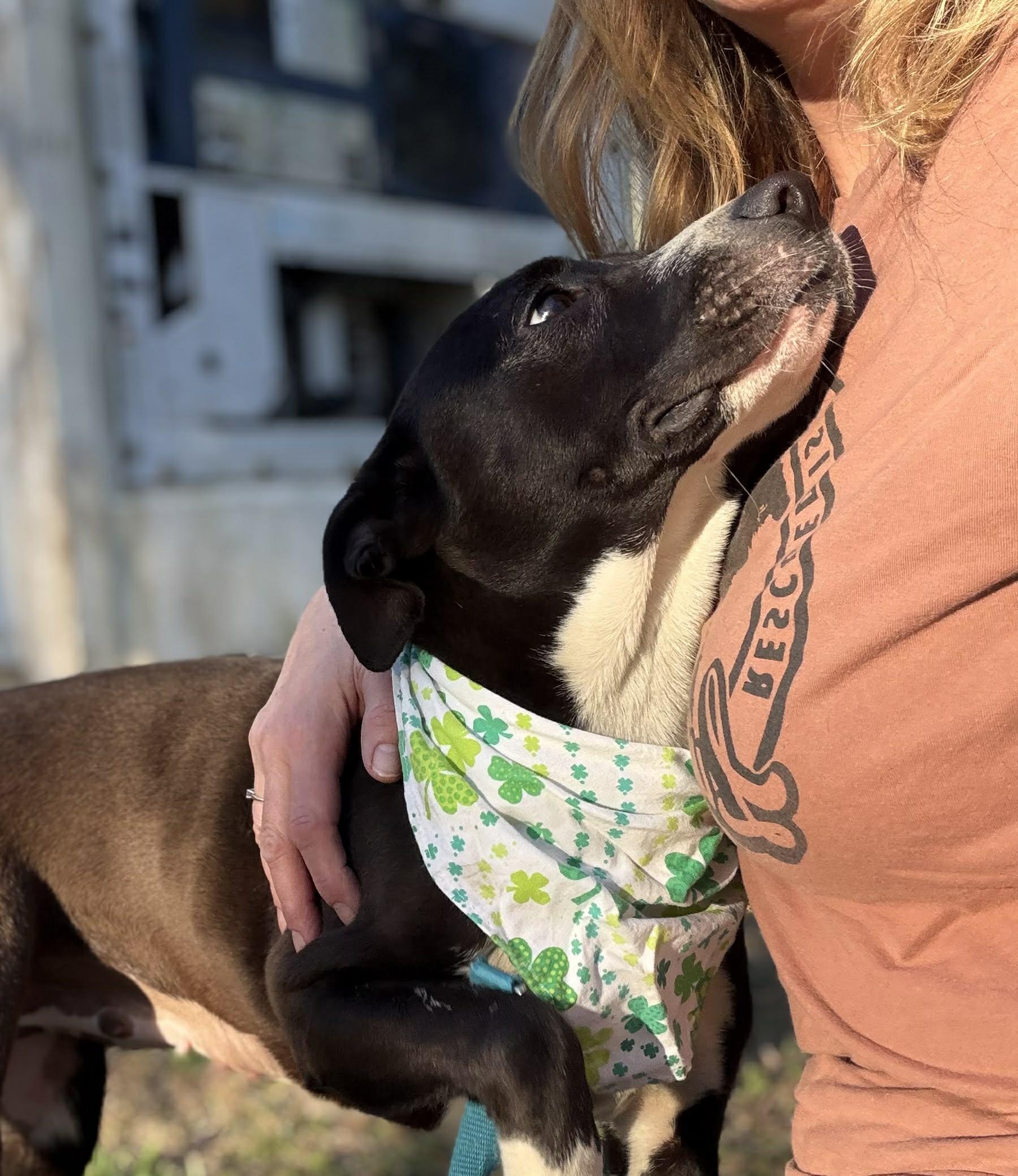 Enlarge Reba , a Adoptable Mixed Breed in Argyle, NY image 5/6