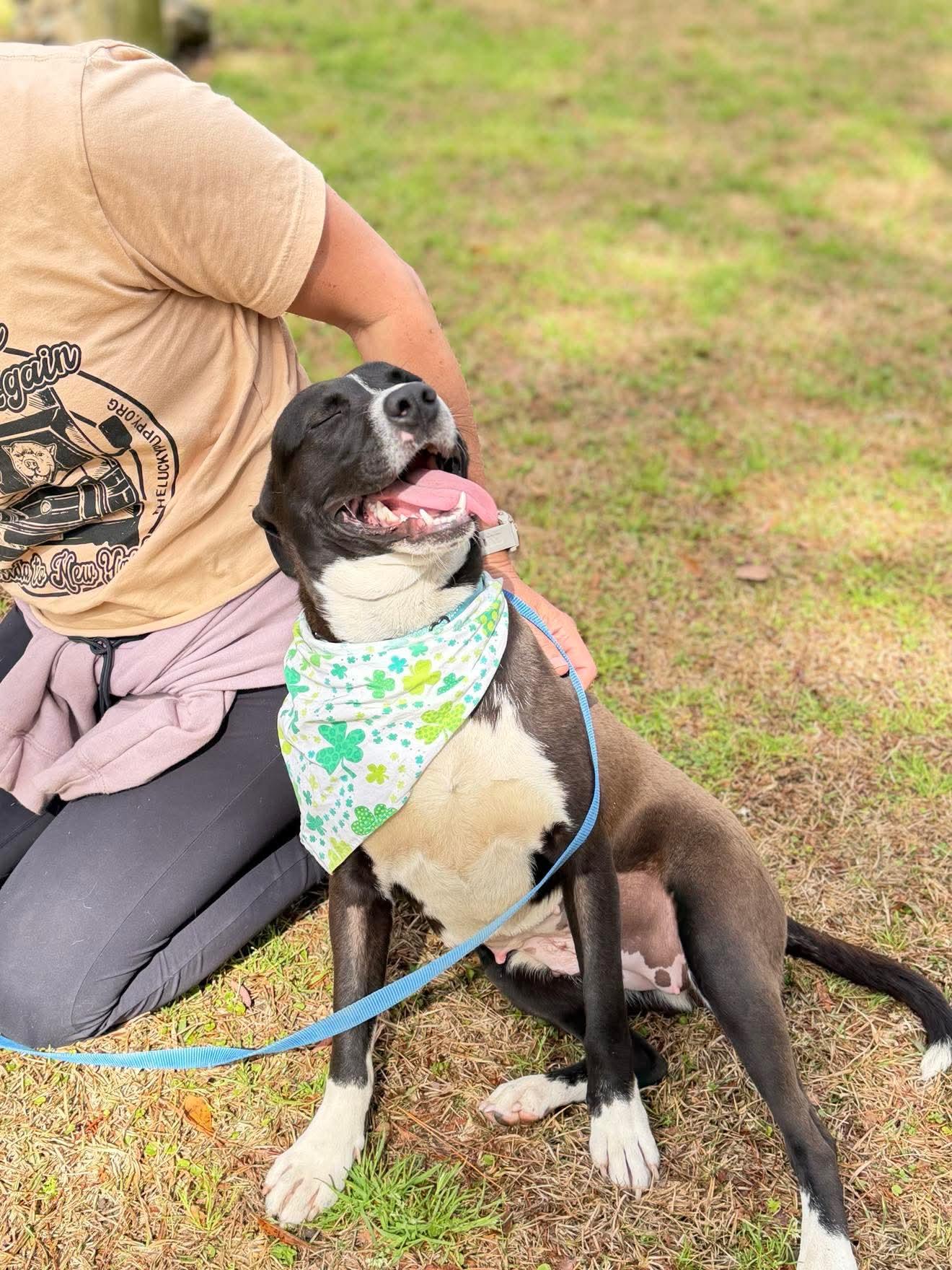 Enlarge Reba , a Adoptable Mixed Breed in Argyle, NY image 4/6