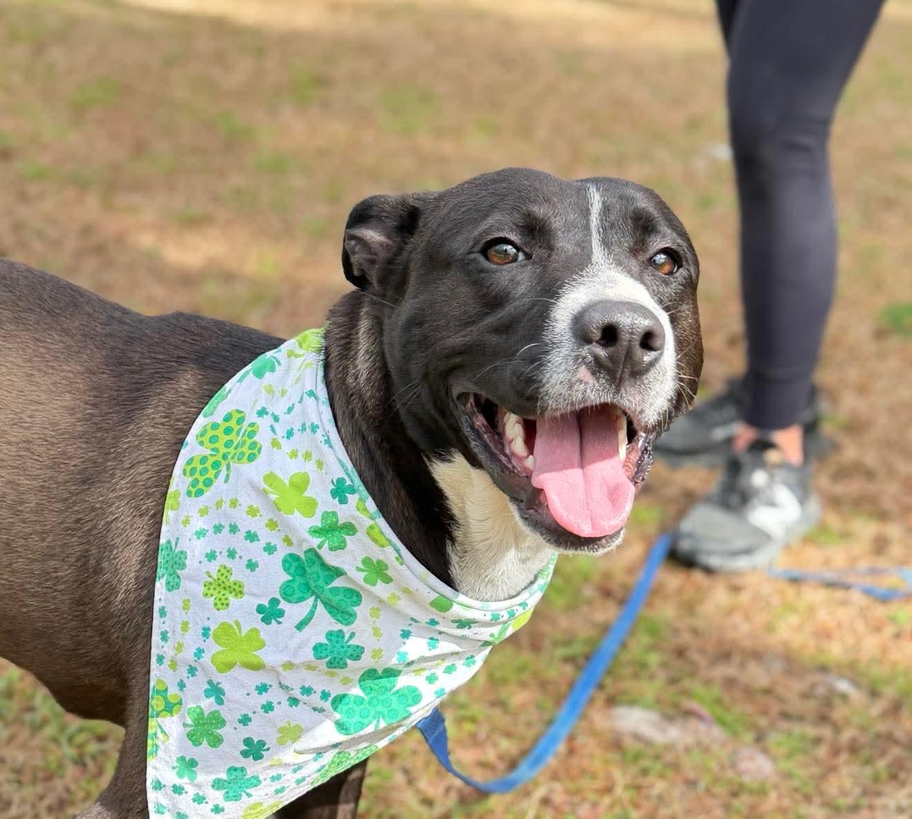 Enlarge Reba , a Adoptable Mixed Breed in Argyle, NY image 3/6