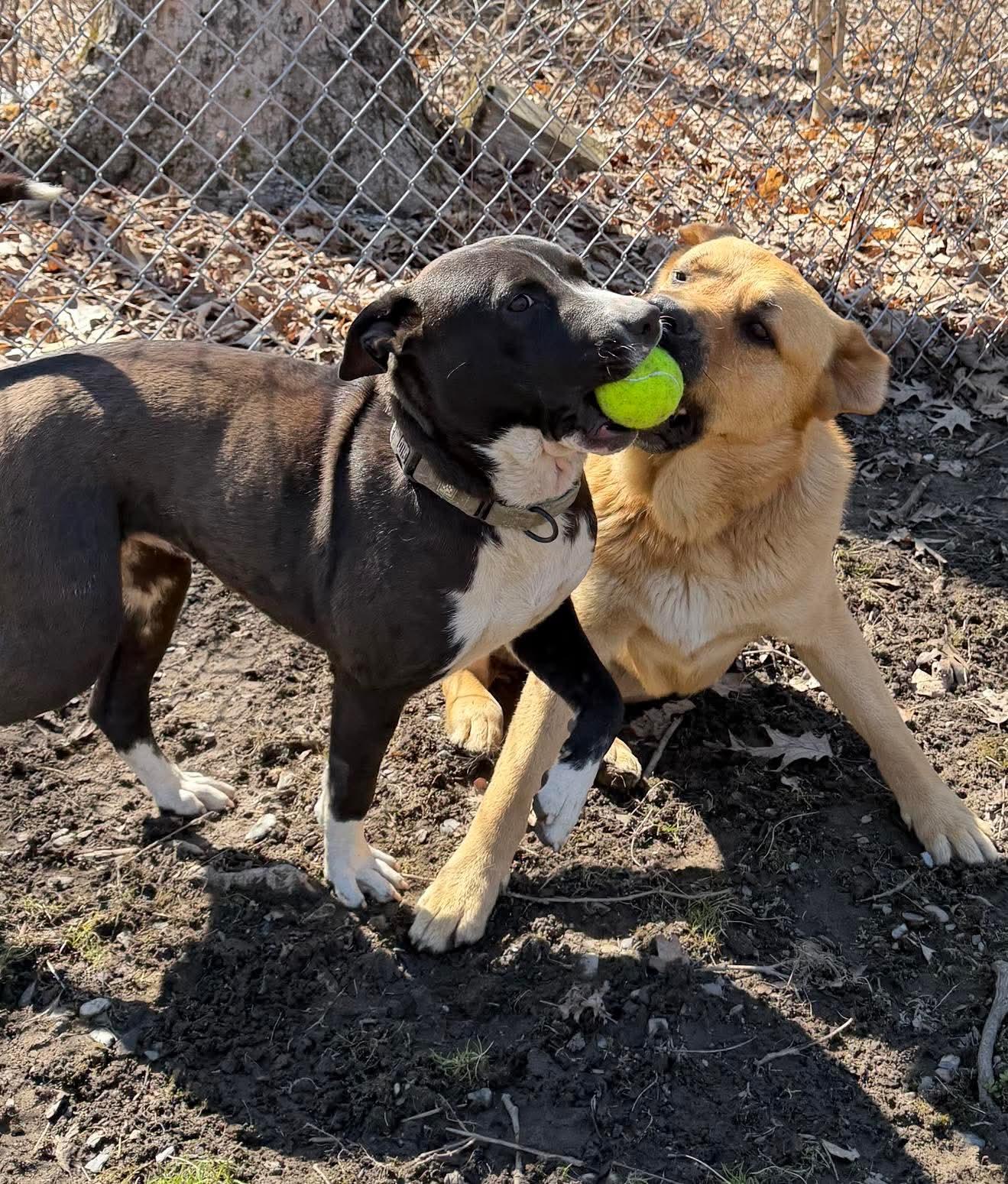 Enlarge Reba , a Adoptable Mixed Breed in Argyle, NY image 5/6