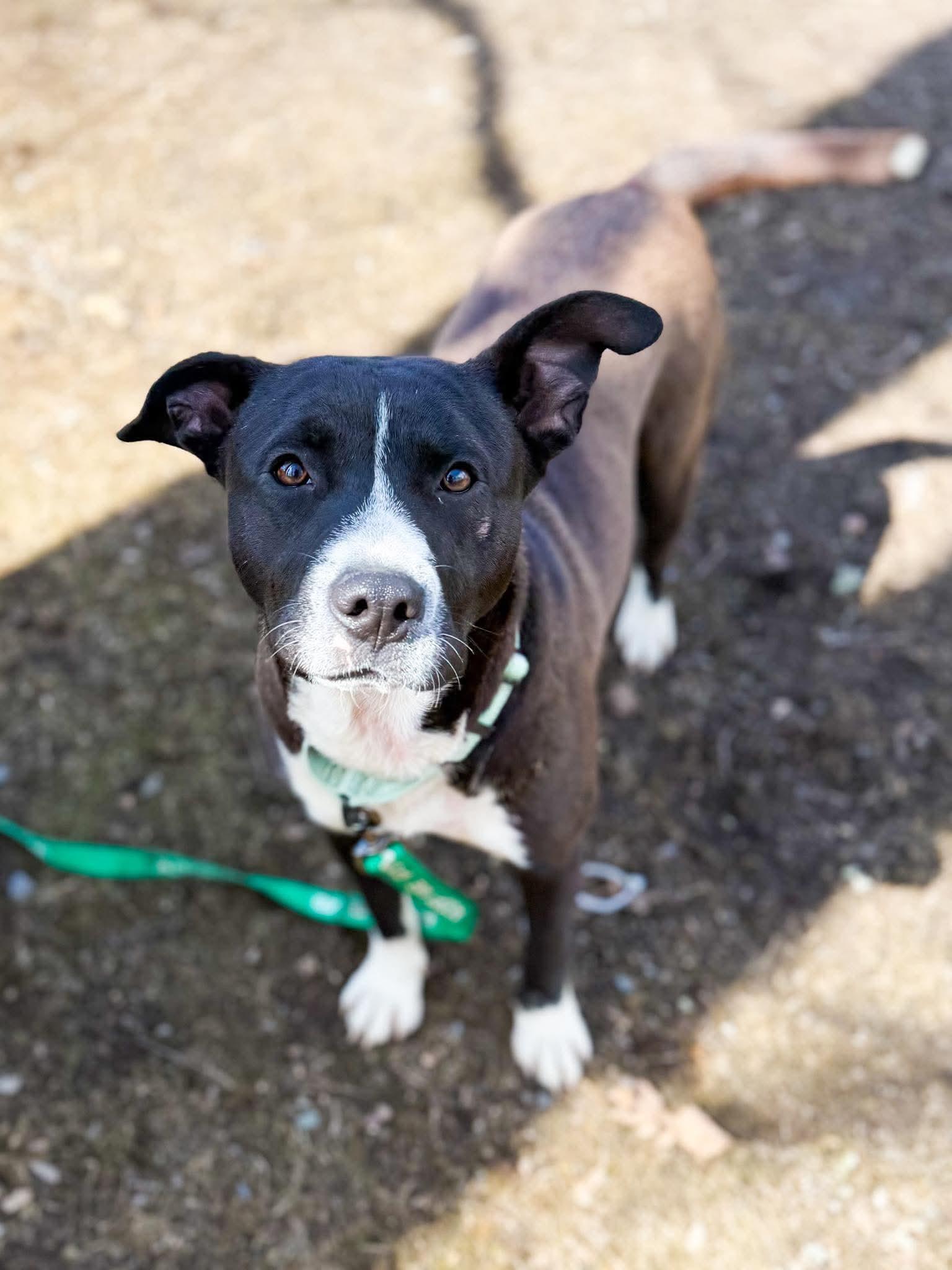 Reba , Adoptable, Young Female Mixed Breed.