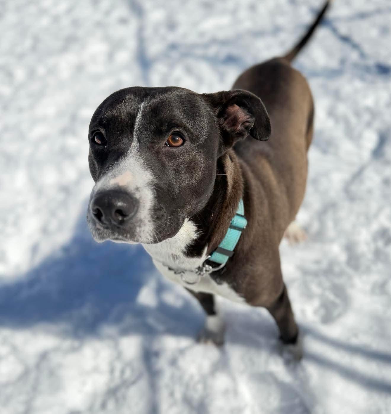 Enlarge Reba , a Adoptable Mixed Breed in Argyle, NY image 1/6