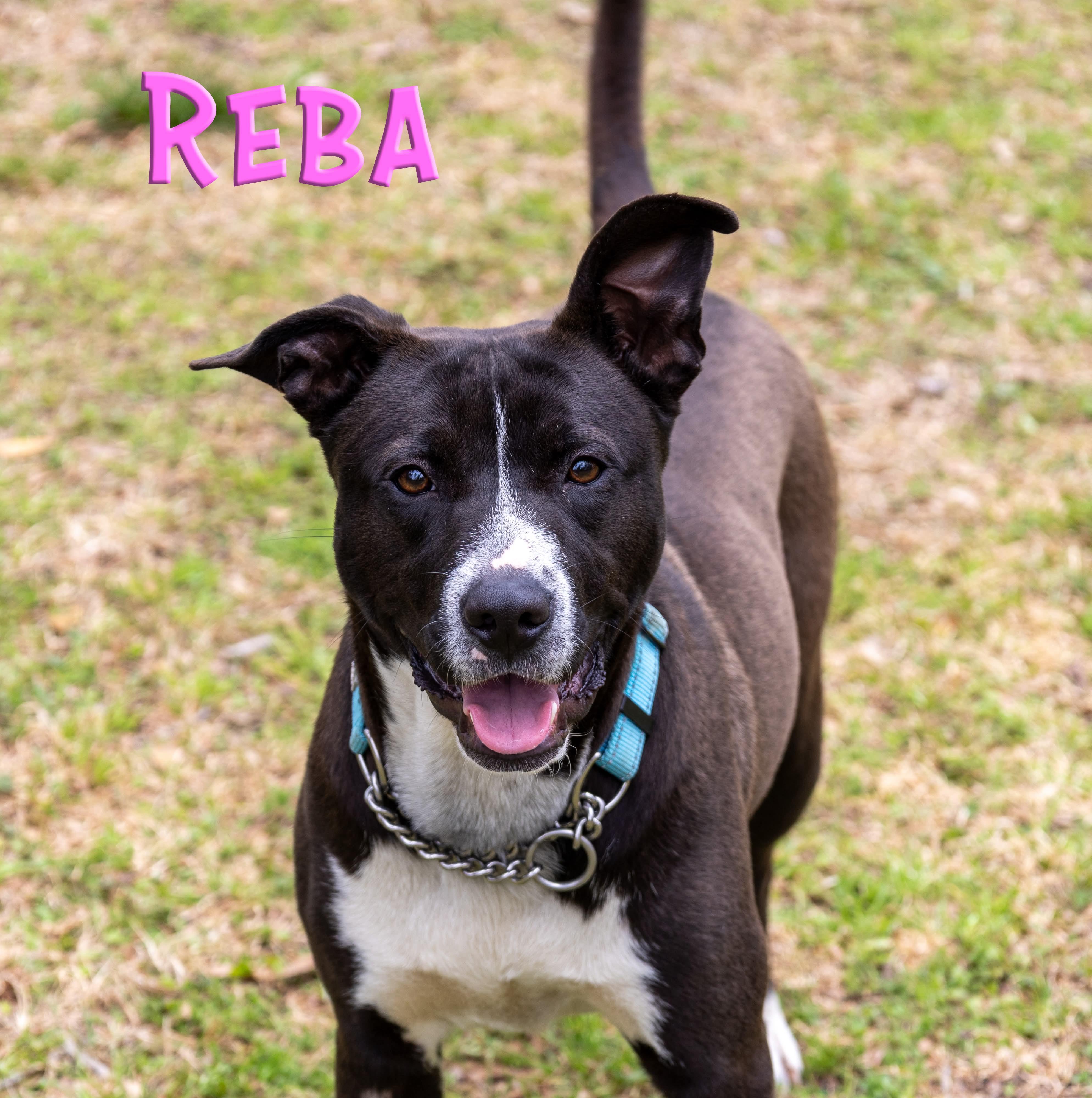 Enlarge Reba , a Adoptable Mixed Breed in Argyle, NY image 2/6