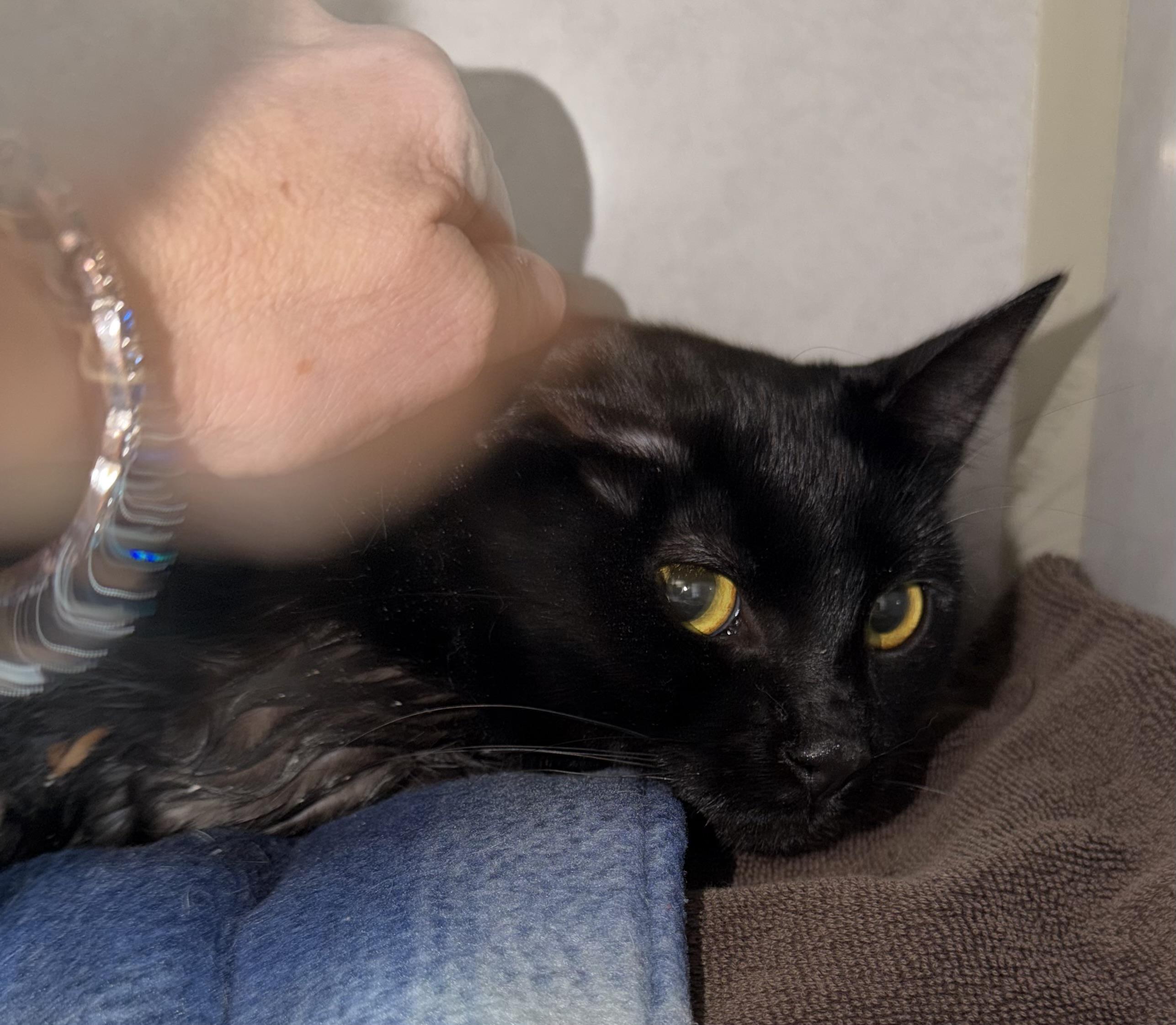 Alan, a ADOPTABLE Domestic Short Hair in Salem, NH image 1/4