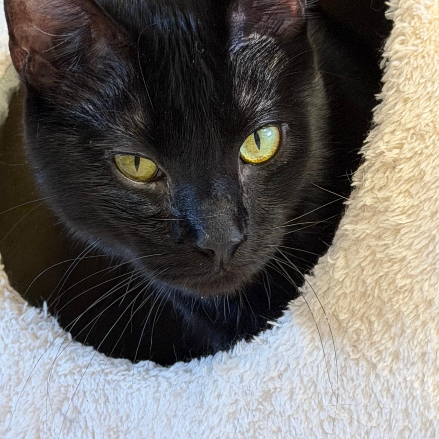 Enlarge Alan, a ADOPTABLE Domestic Short Hair in Salem, NH image 1/3