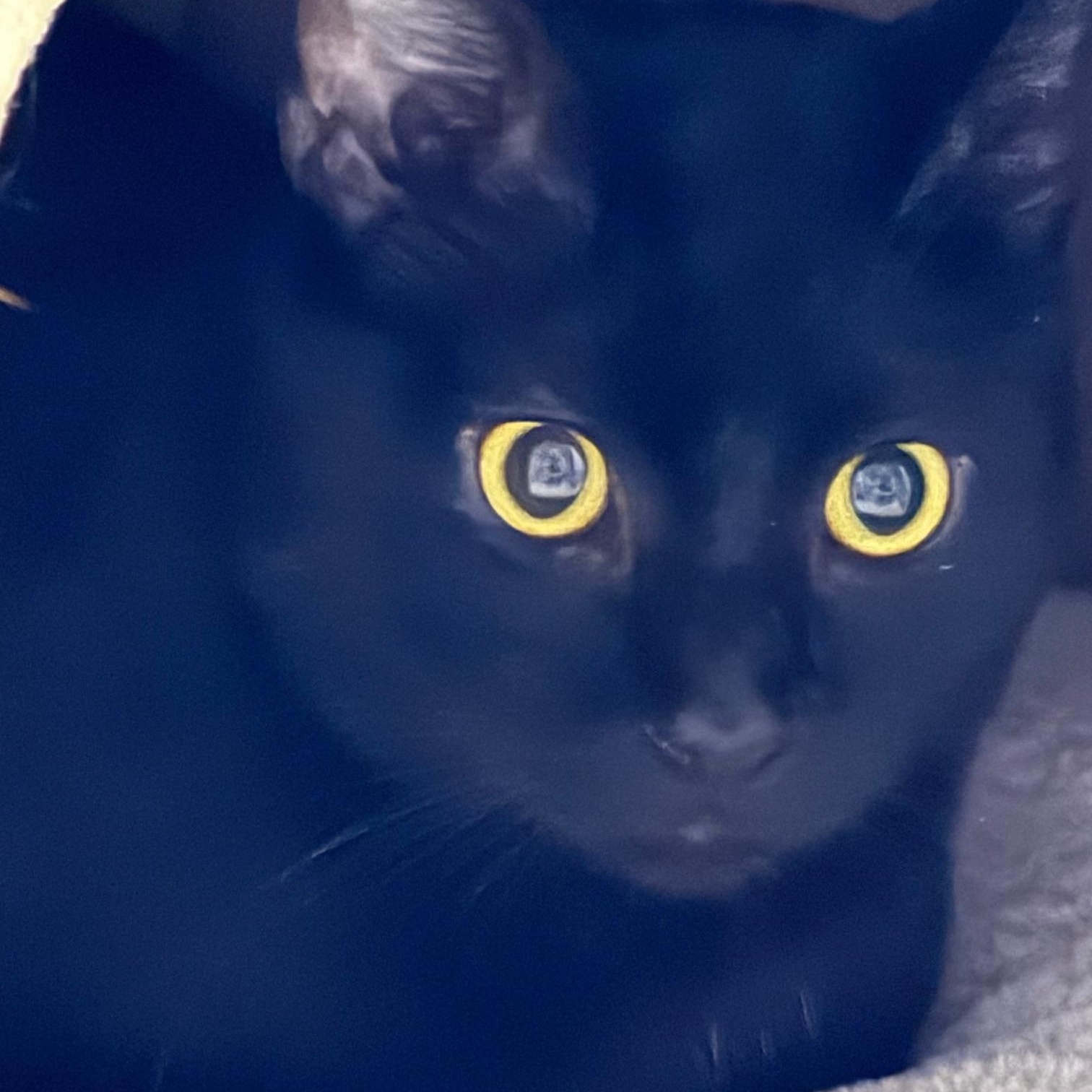 Enlarge Alan, a ADOPTABLE Domestic Short Hair in Salem, NH image 3/3