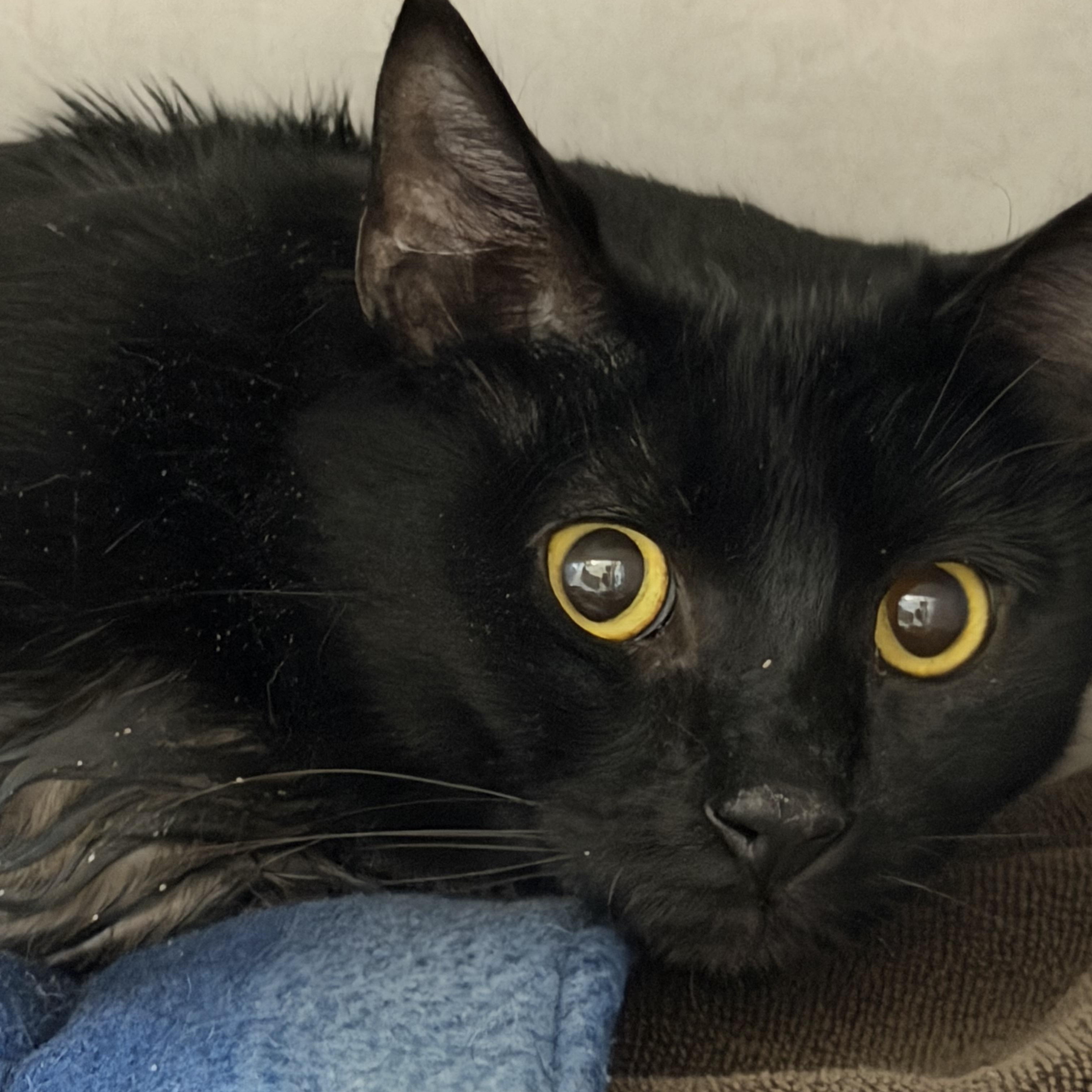 Alan, a ADOPTABLE Domestic Short Hair in Salem, NH image 2/4