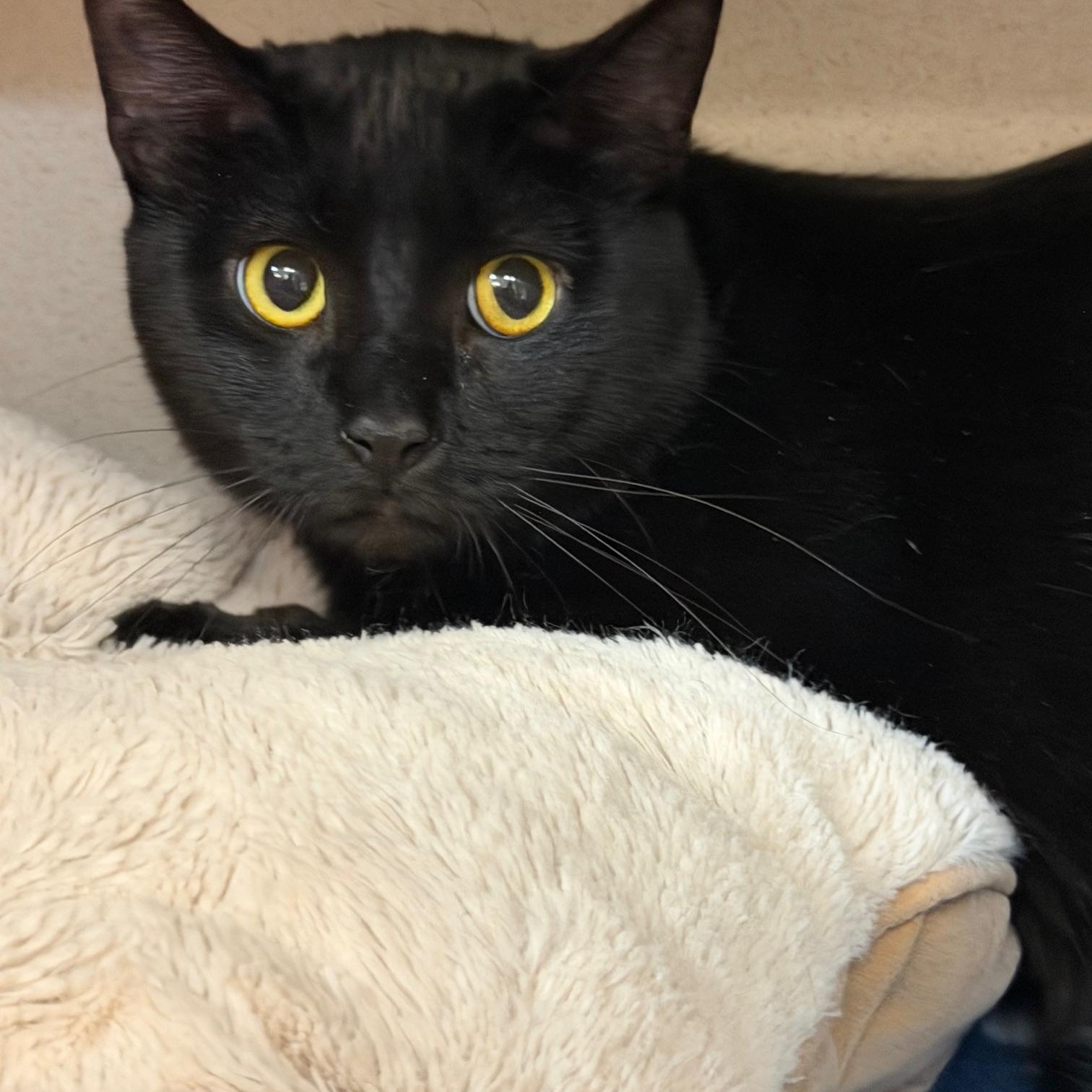 Alan, a ADOPTABLE Domestic Short Hair in Salem, NH image 3/4