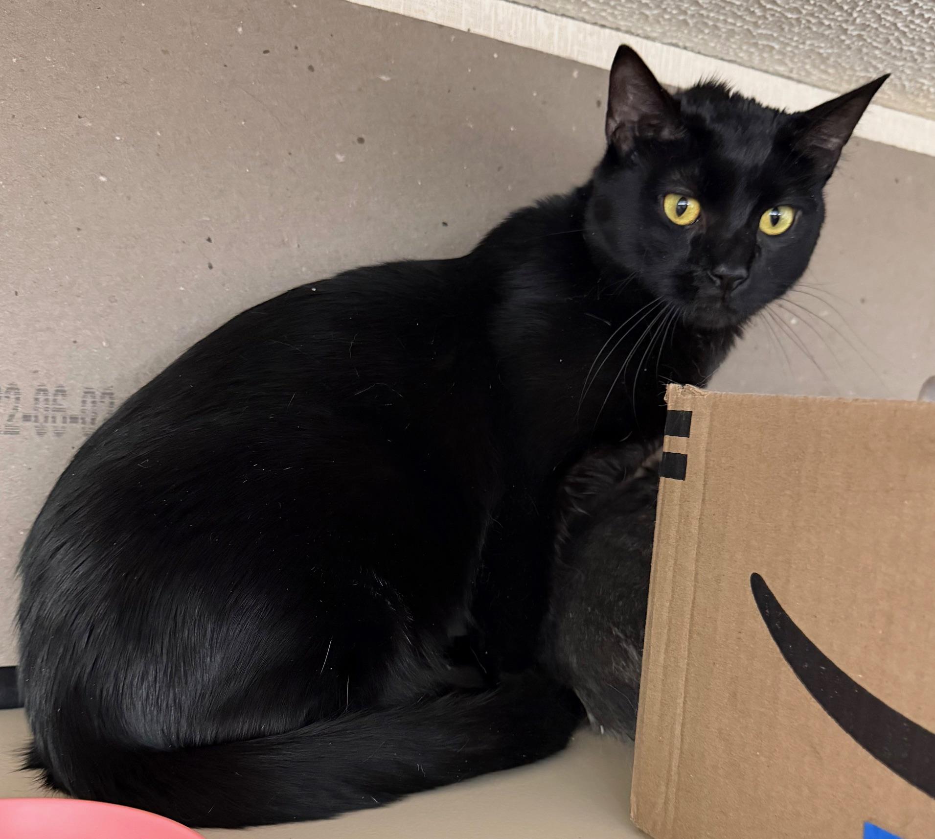 Alan, a ADOPTABLE Domestic Short Hair in Salem, NH image 4/4