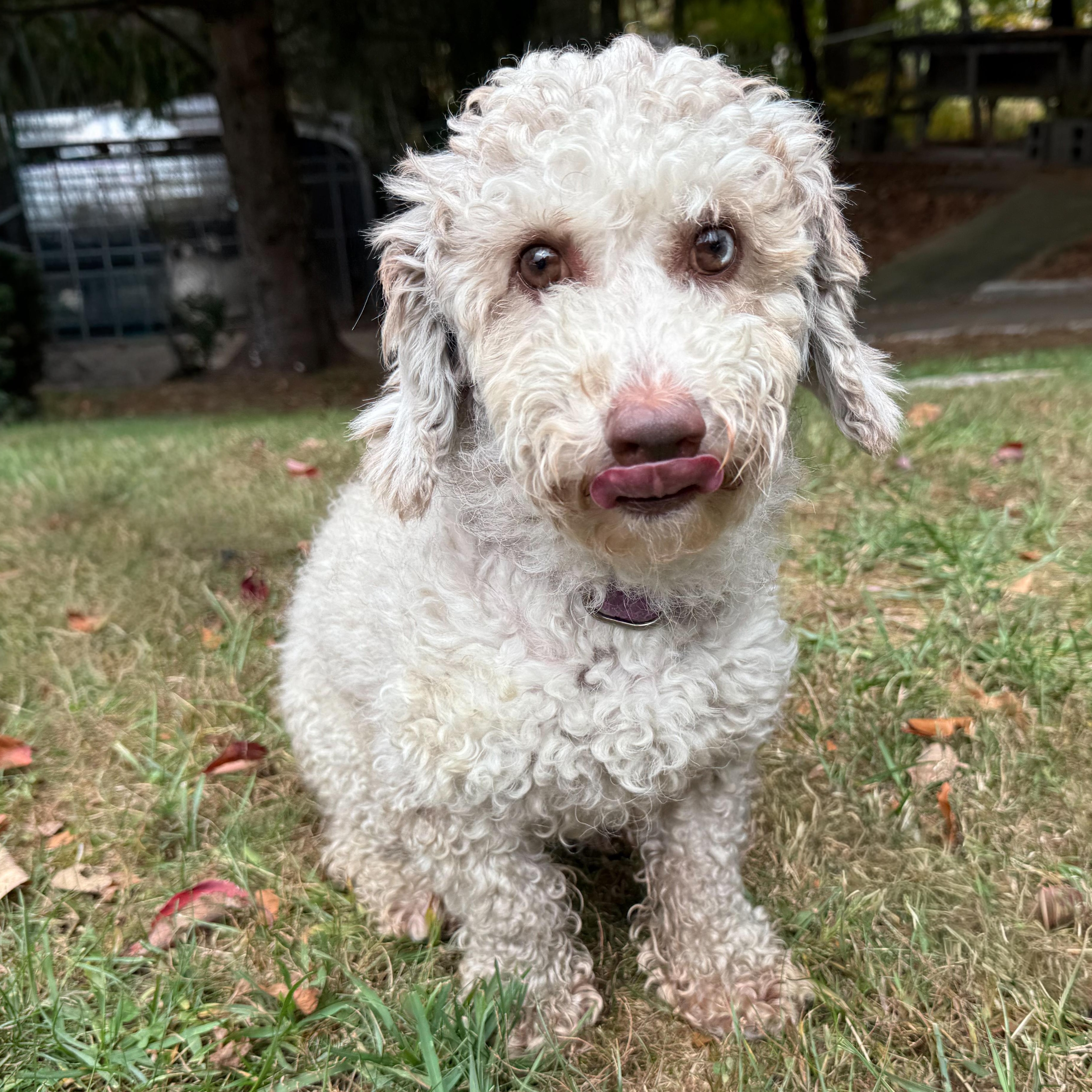 Enlarge Cinna-Bun, a Adoptable mixed breed in Latrobe, PA image 5/5