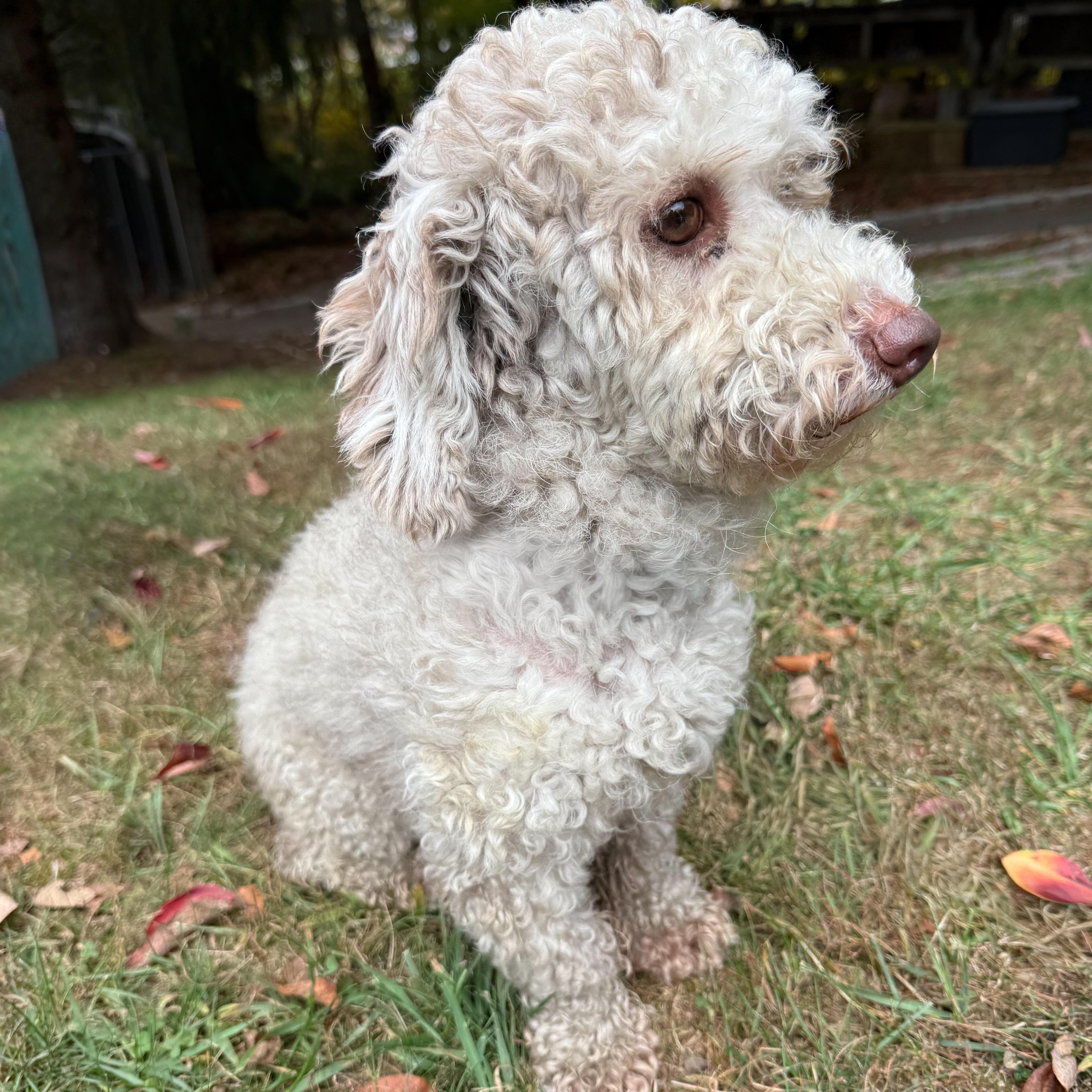 Enlarge Cinna-Bun, a Adoptable mixed breed in Latrobe, PA image 4/5