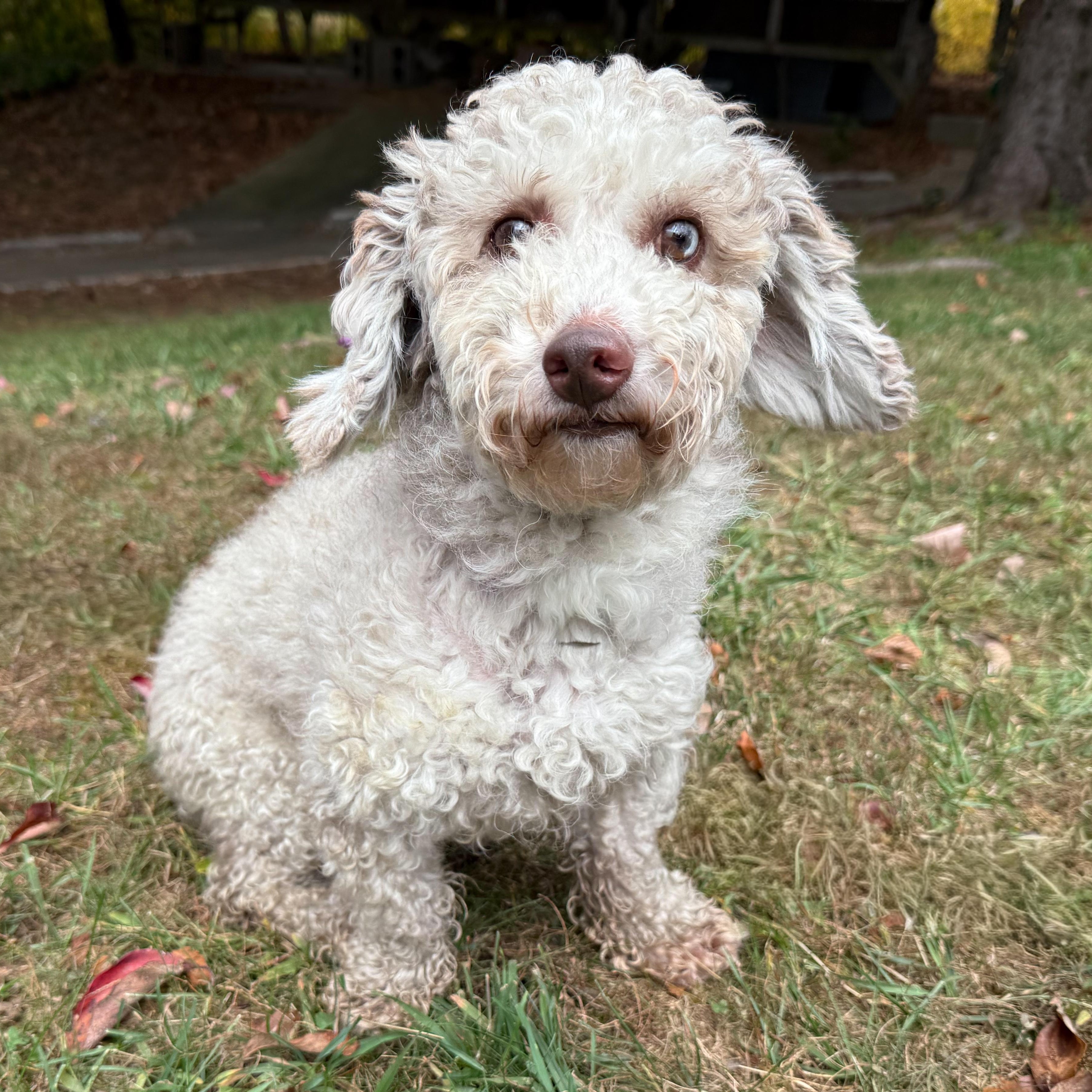 Enlarge Cinna-Bun, a Adoptable mixed breed in Latrobe, PA image 1/5