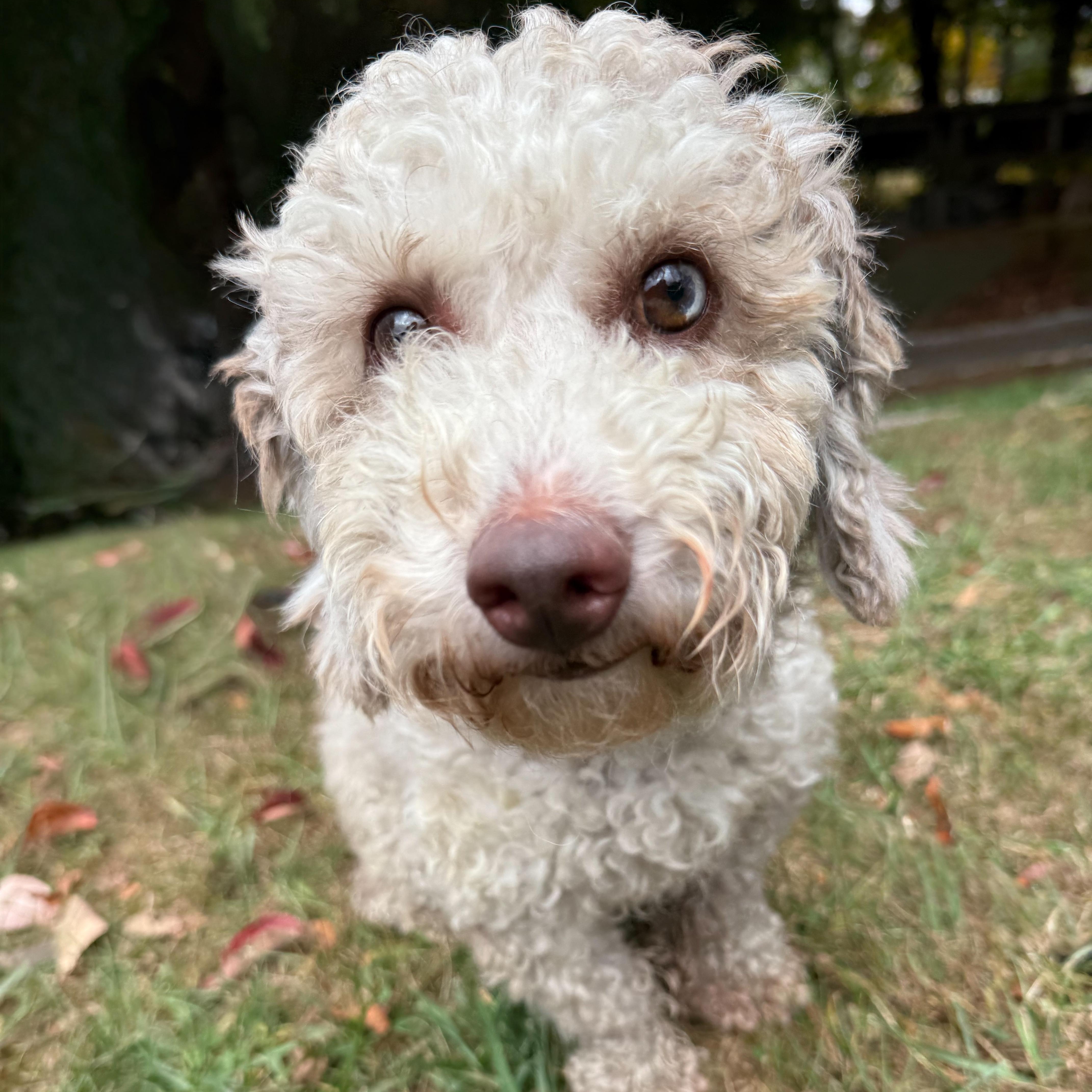 Enlarge Cinna-Bun, a Adoptable mixed breed in Latrobe, PA image 3/5