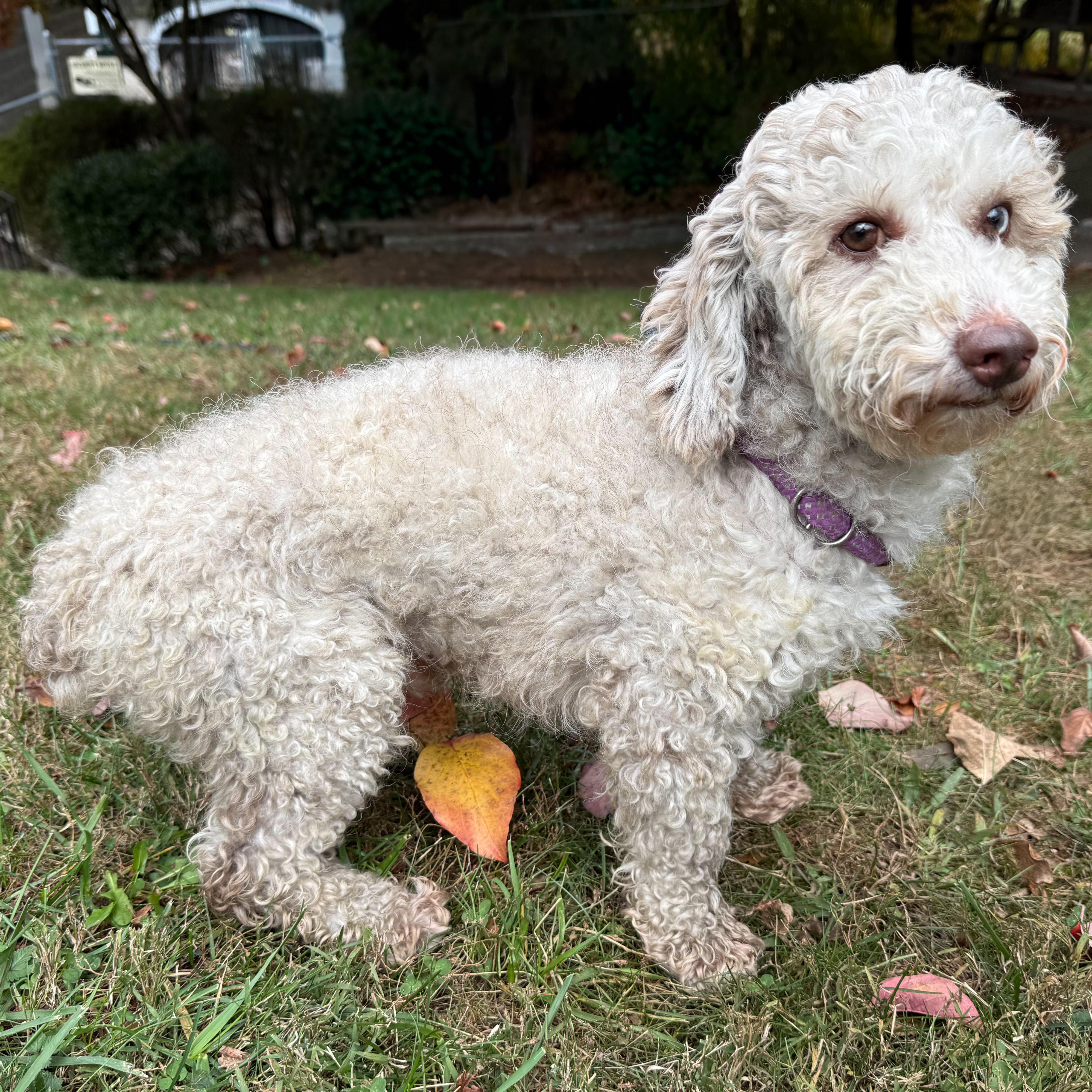 Enlarge Cinna-Bun, a Adoptable mixed breed in Latrobe, PA image 2/5