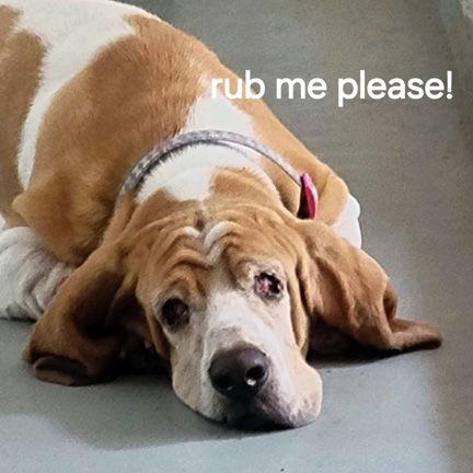 WAYLON, Adopted, Adult Male Basset Hound.