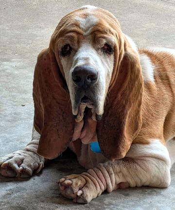 Enlarge WAYLON, a Adopted Basset Hound in Mays Landing, NJ image 2/3