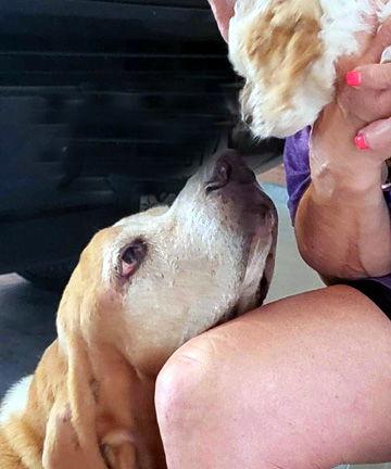 Enlarge WAYLON, a Adopted Basset Hound in Mays Landing, NJ image 3/3