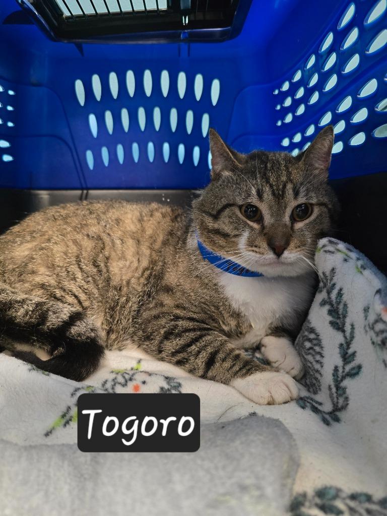 Togoro, Adoptable, Adult Male Domestic Short Hair.