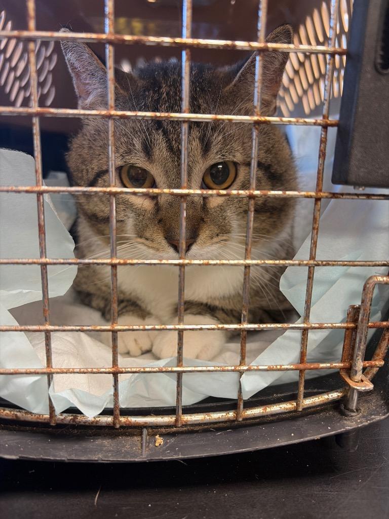 Enlarge Togoro, a Adoptable mixed breed in Maumelle, AR image 2/2