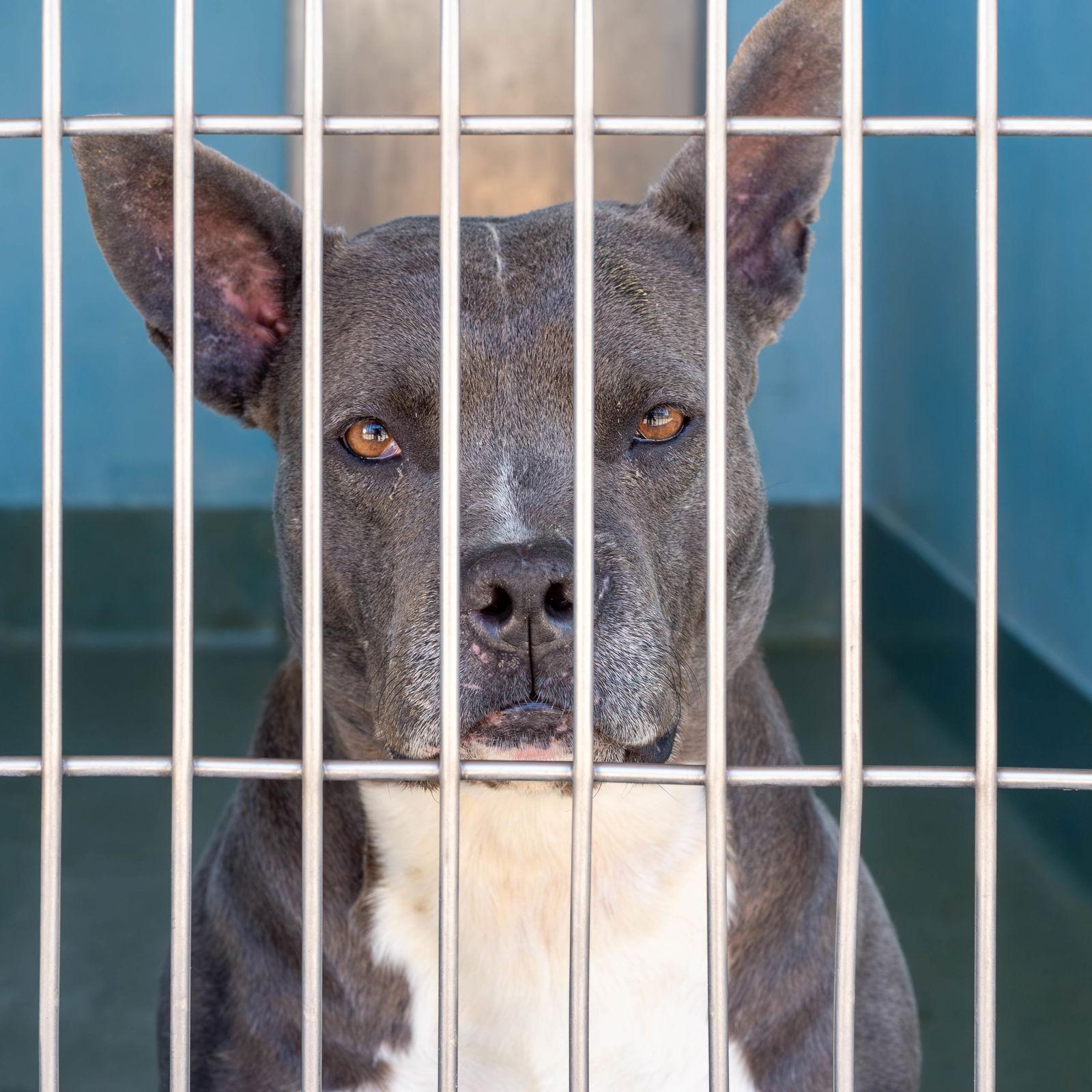 Enlarge MARVELOUS, a Adoptable mixed breed in Pasadena, CA image 1/2