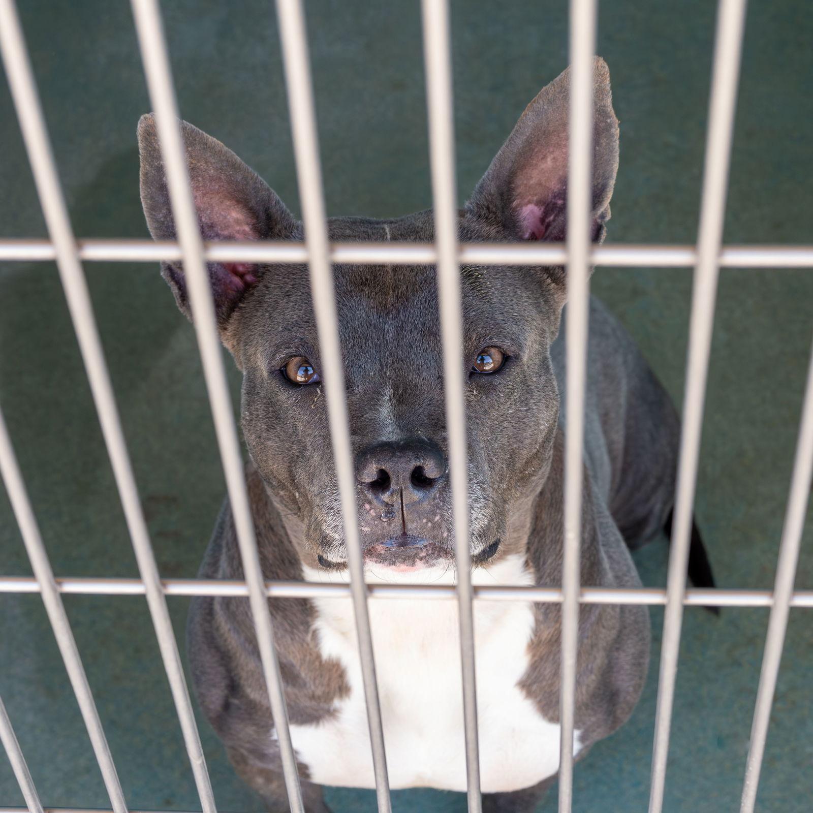 Enlarge MARVELOUS, a Adoptable mixed breed in Pasadena, CA image 2/2