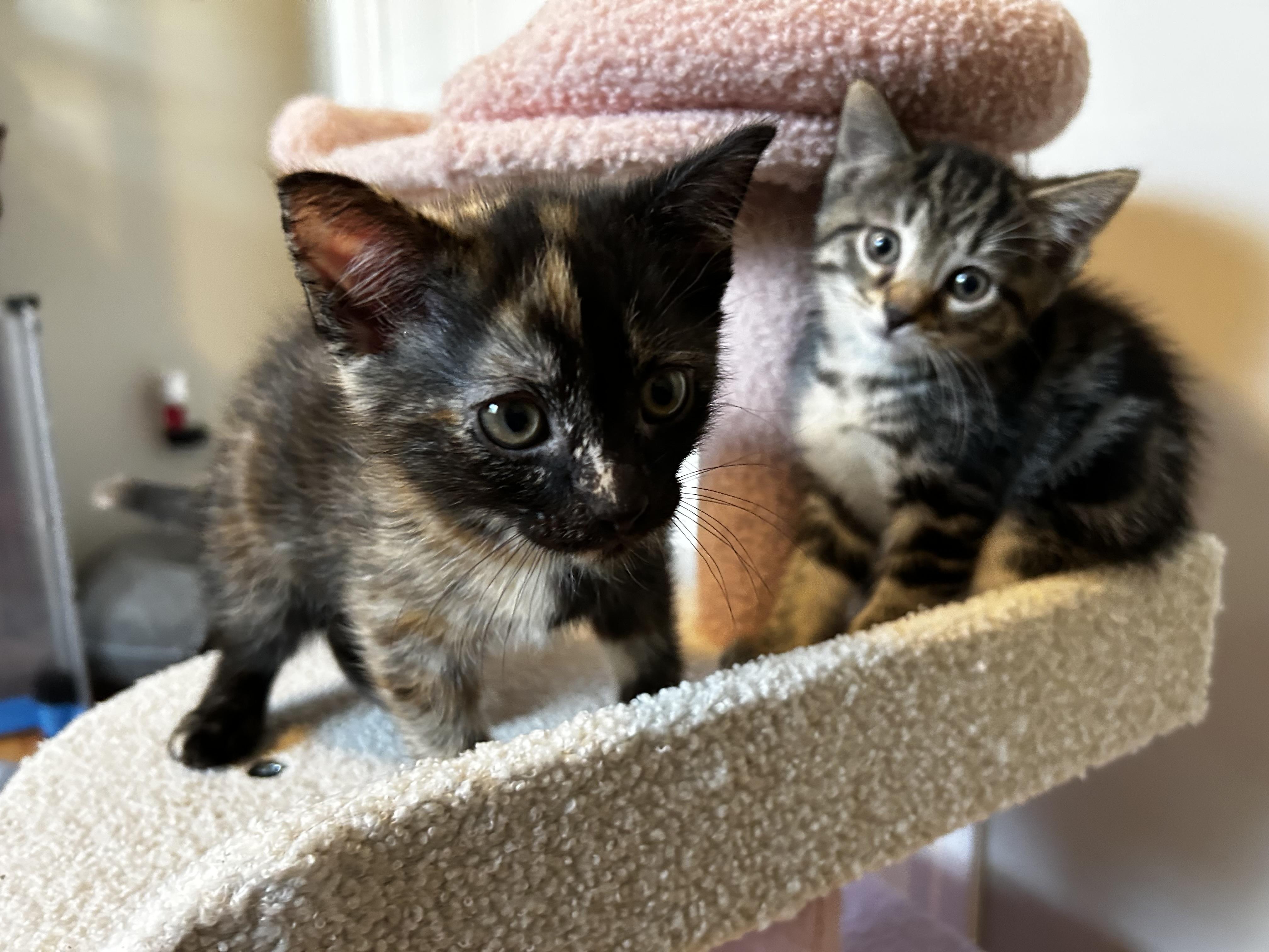Enlarge Moose Tracks & Neapolitan, a Adopted Domestic Short Hair in Thomaston, CT image 1/6