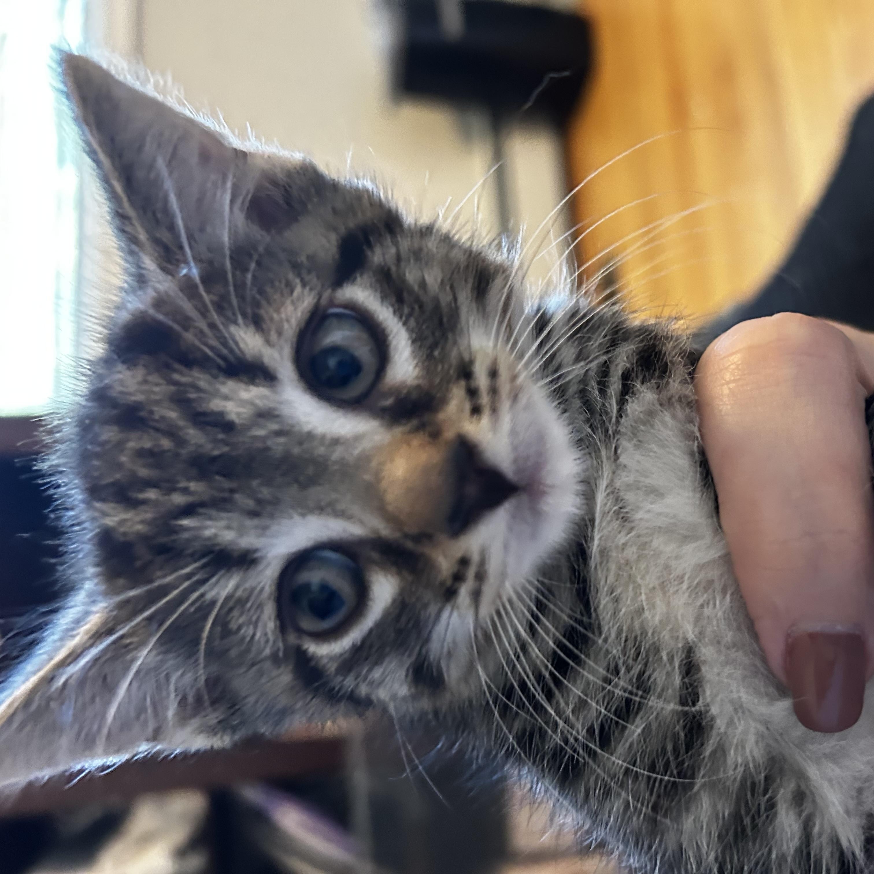Enlarge Moose Tracks & Neapolitan, a Adopted Domestic Short Hair in Thomaston, CT image 6/6