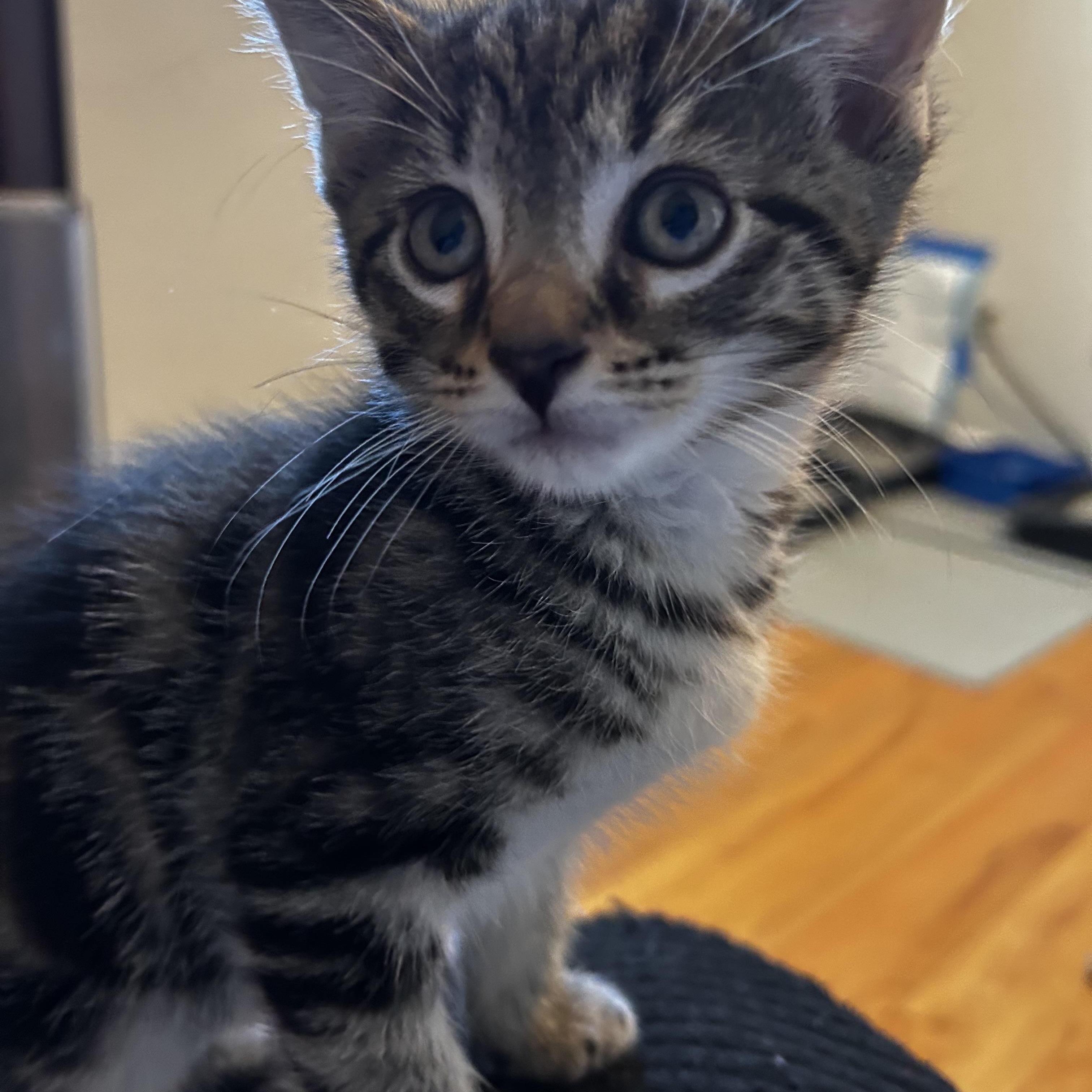 Enlarge Moose Tracks & Neapolitan, a Adopted Domestic Short Hair in Thomaston, CT image 3/6