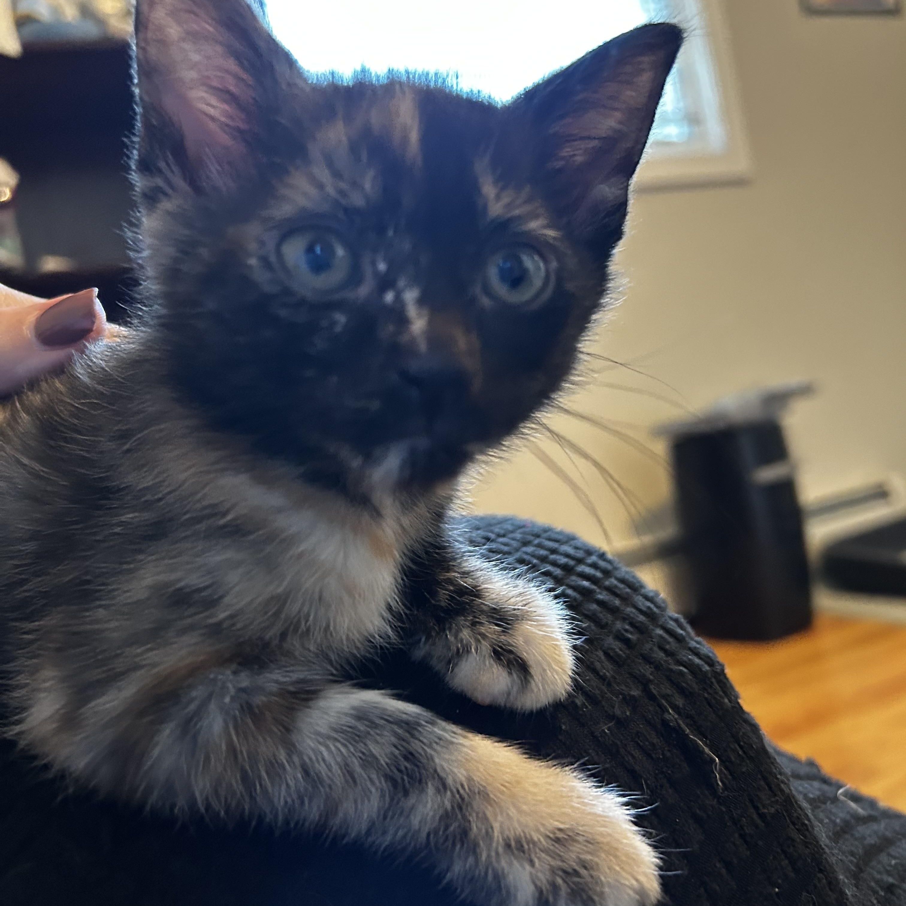 Enlarge Moose Tracks & Neapolitan, a Adopted Domestic Short Hair in Thomaston, CT image 5/6