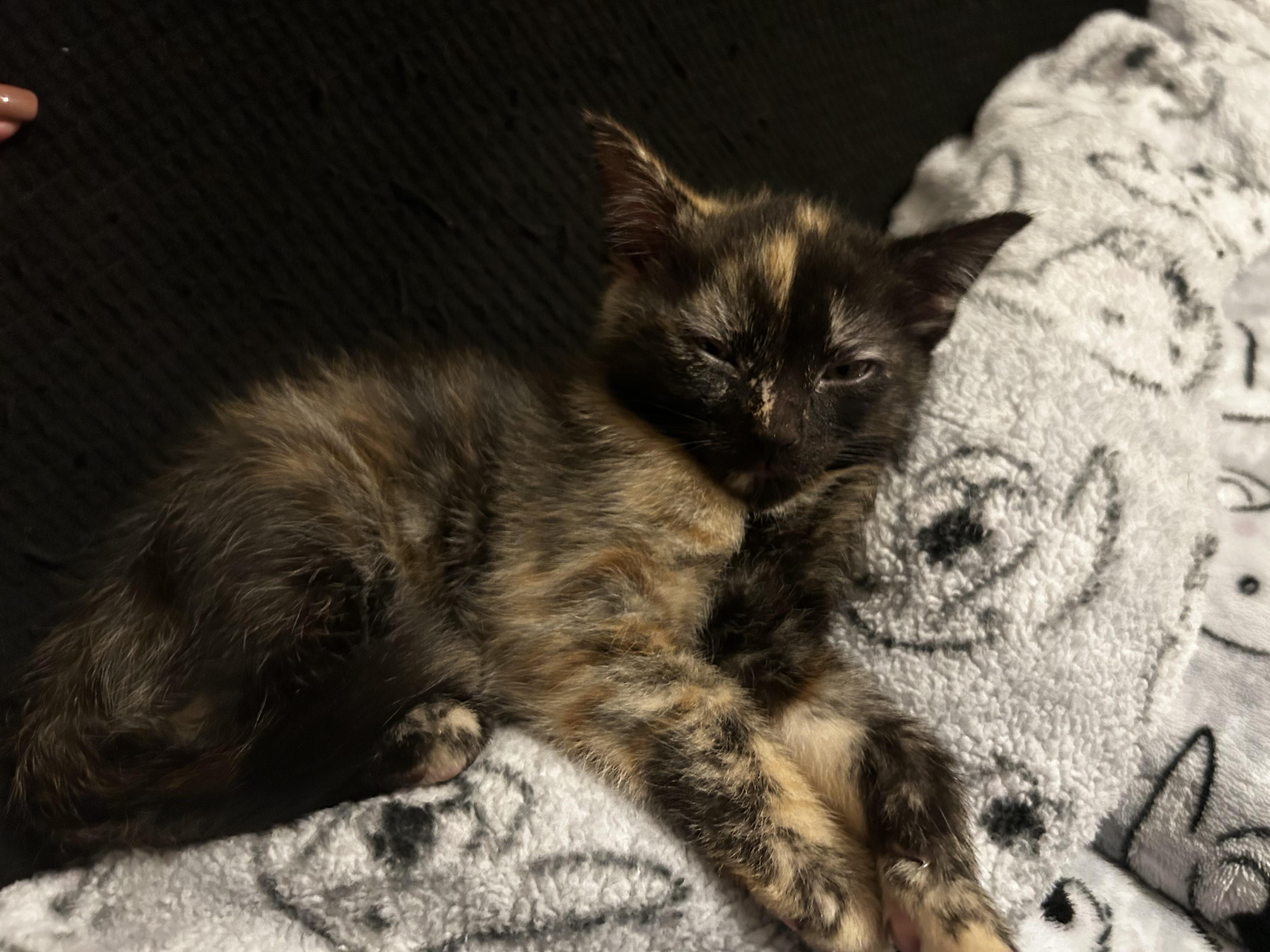 Enlarge Moose Tracks & Neapolitan, a Adopted Domestic Short Hair in Thomaston, CT image 2/6