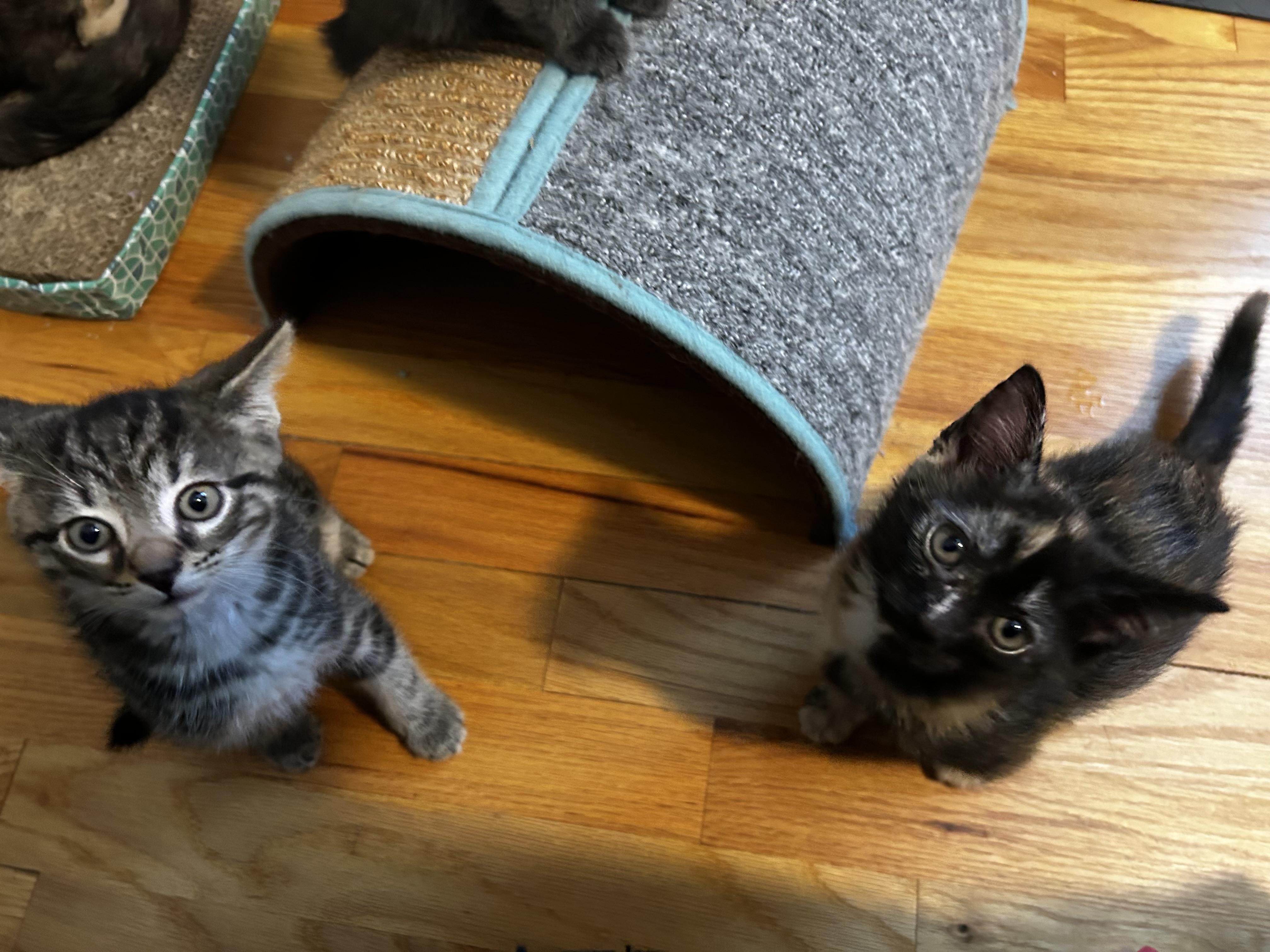 Enlarge Moose Tracks & Neapolitan, a Adopted Domestic Short Hair in Thomaston, CT image 4/6