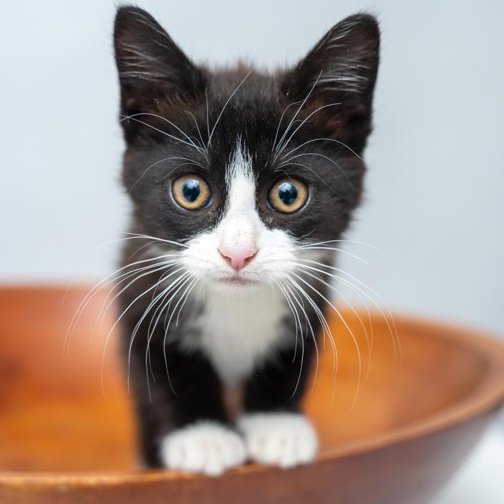 Penny TOO CUTE FOR WORDS, ADOPTABLE, Kitten Female Domestic Medium Hair & Tuxedo.