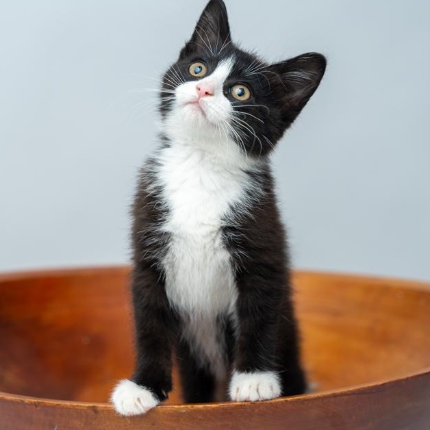 Penny TOO CUTE FOR WORDS, a ADOPTABLE mixed breed in Bethel, CT image 2/3