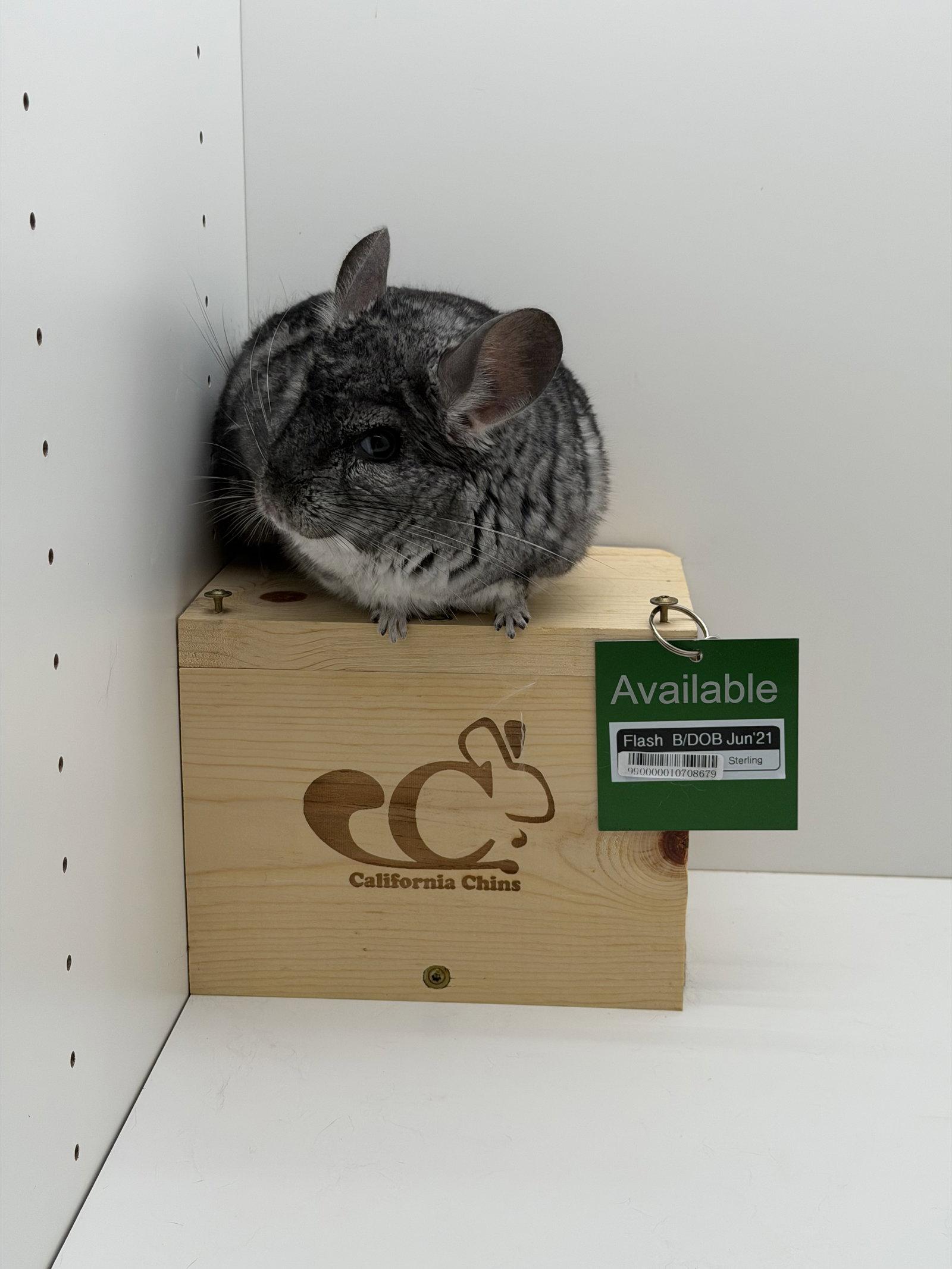 Flash, Adoptable, Adult Male Chinchilla.