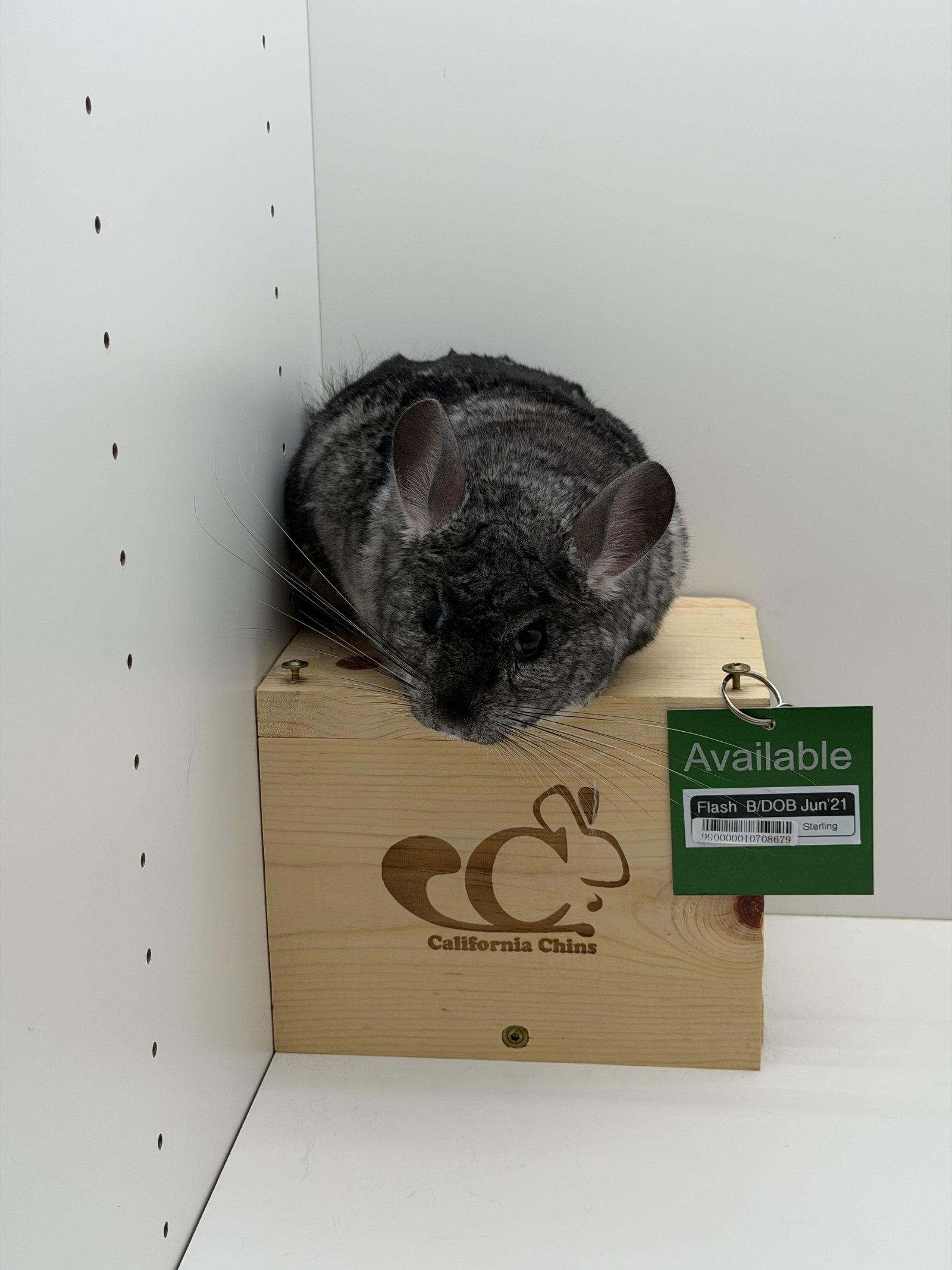 Enlarge Flash, a Adoptable Chinchilla in Sunnyvale, CA image 2/3