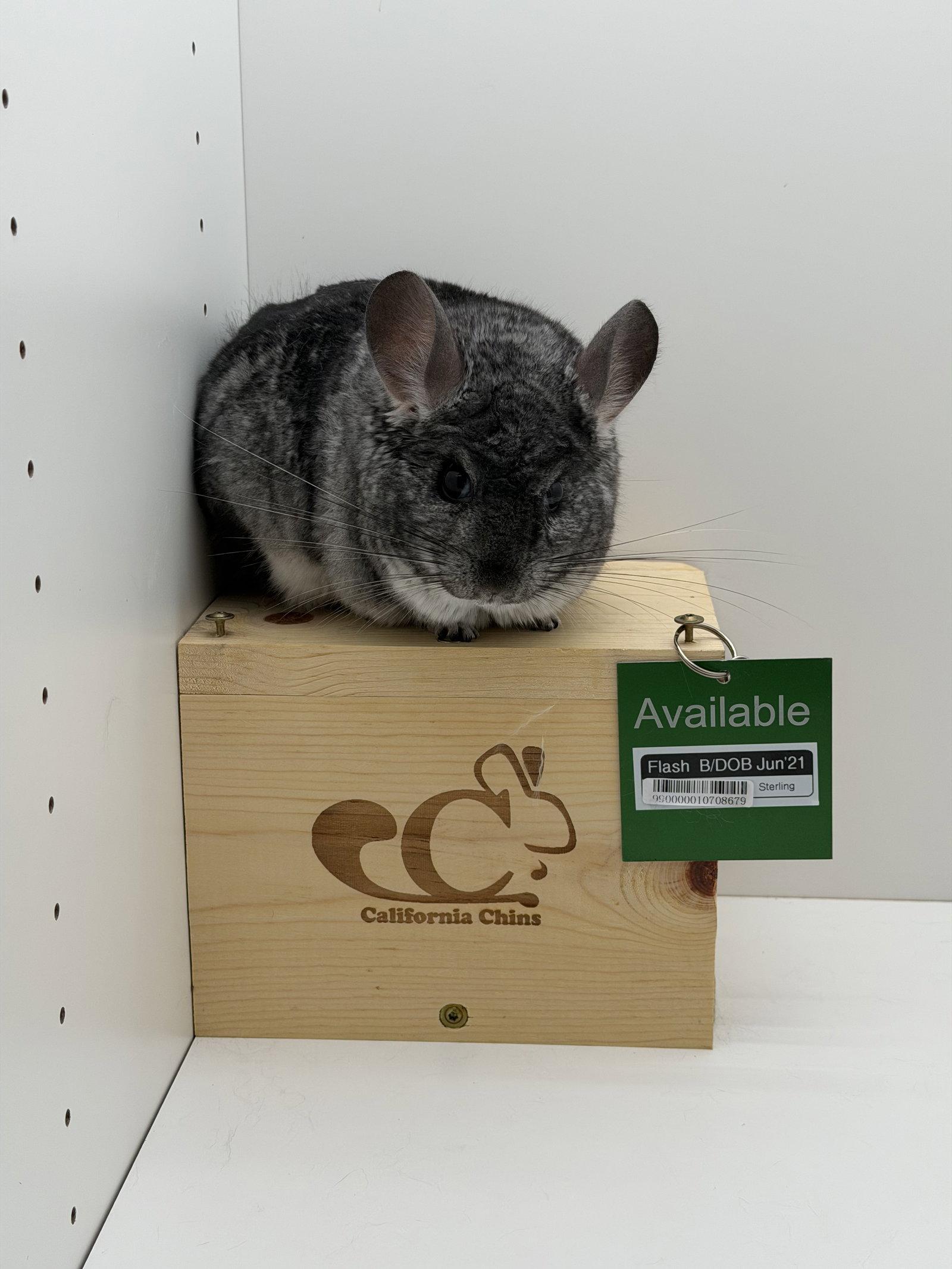 Enlarge Flash, a Adoptable Chinchilla in Sunnyvale, CA image 3/3