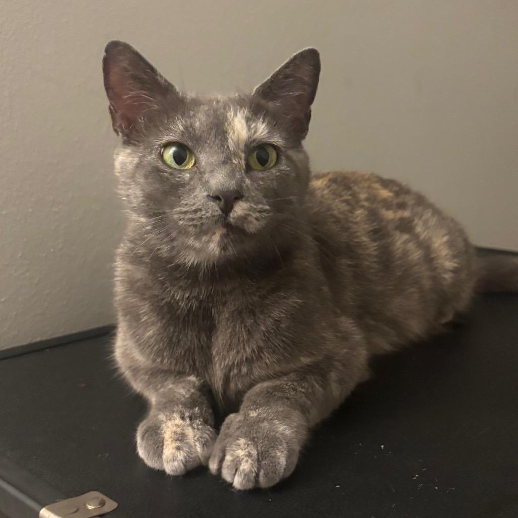 Rosie, Adoptable, Young Female Domestic Short Hair.