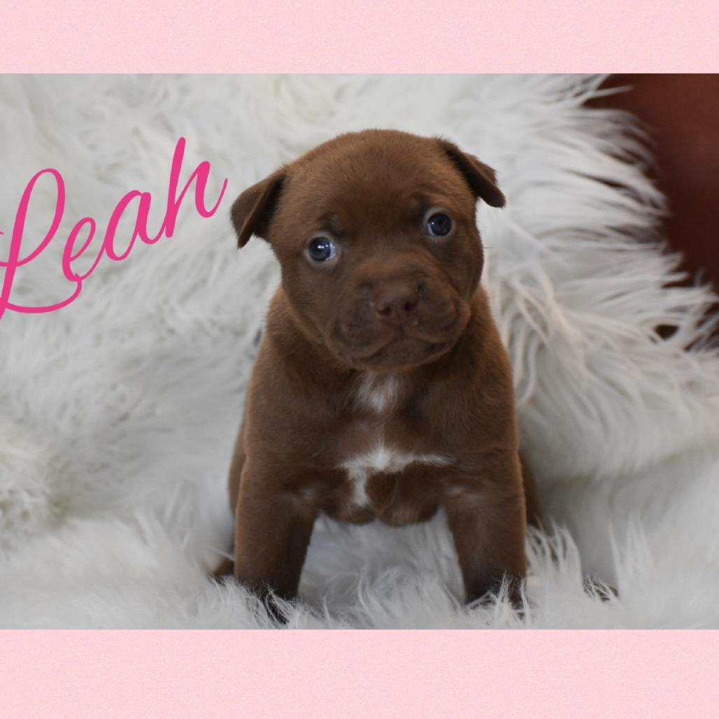 Enlarge Leah, a Adoptable mixed breed in Phoenix, AZ image 1/4