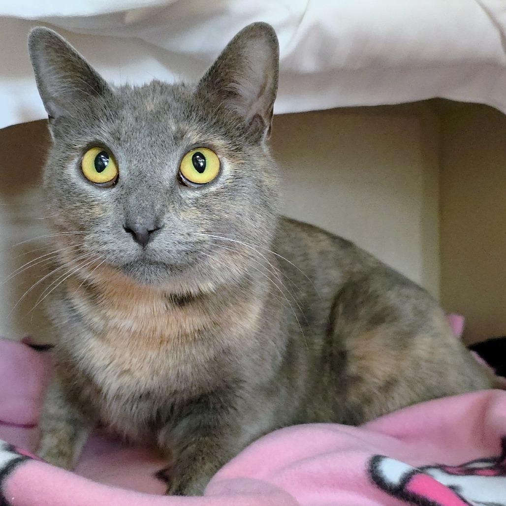 Lilac, Adoptable, Adult Female Domestic Short Hair.
