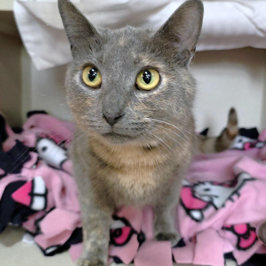 Enlarge Lilac, a Adoptable Domestic Short Hair in Michigan City, IN image 2/5