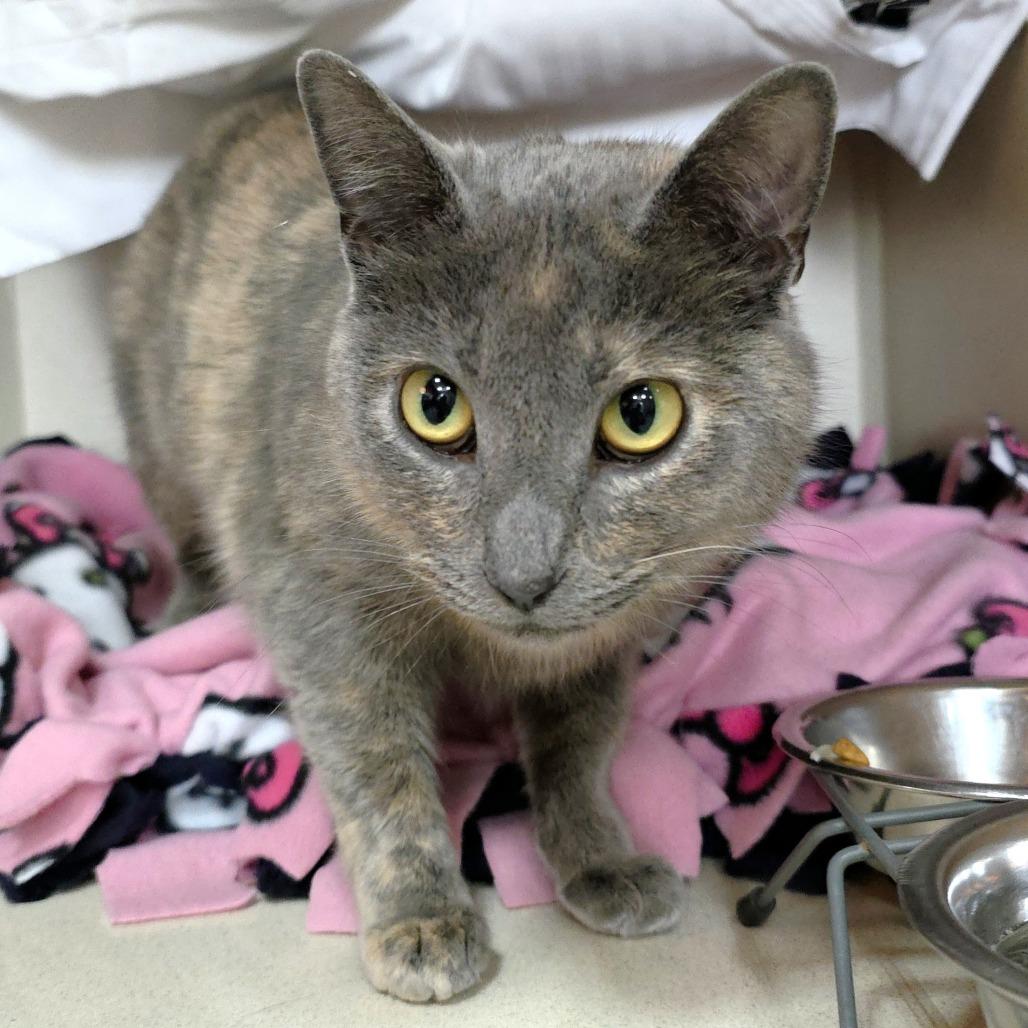 Enlarge Lilac, a Adoptable Domestic Short Hair in Michigan City, IN image 3/5