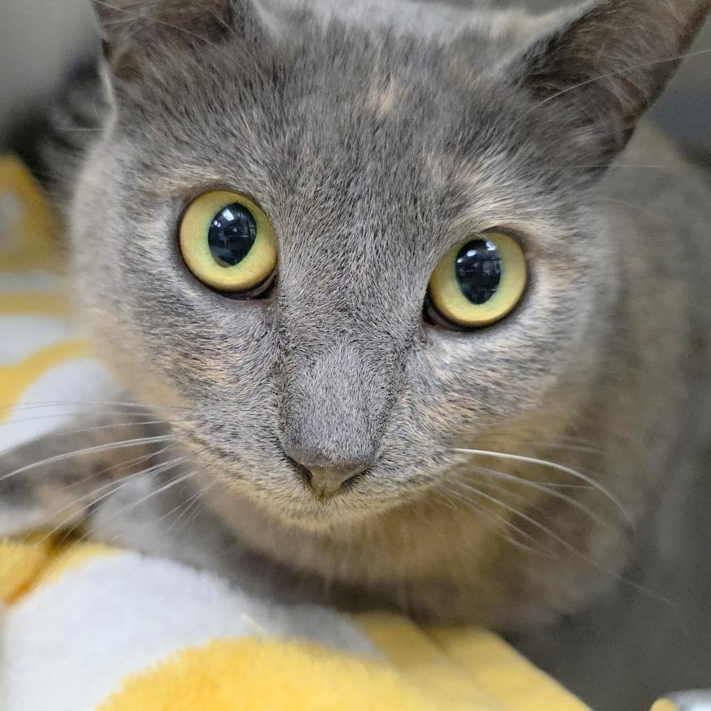 Enlarge Lilac, a Adoptable Domestic Short Hair in Michigan City, IN image 4/5