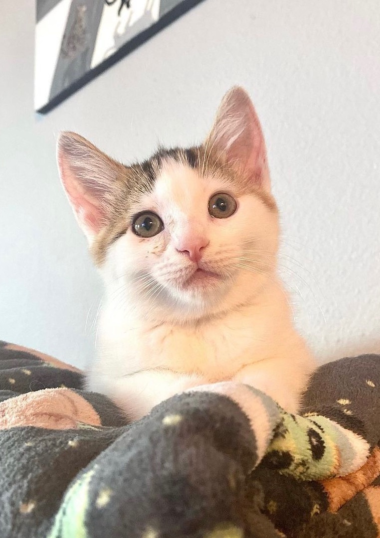 Andromeda, a Adoptable Tabby in Tustin, CA image 1/2