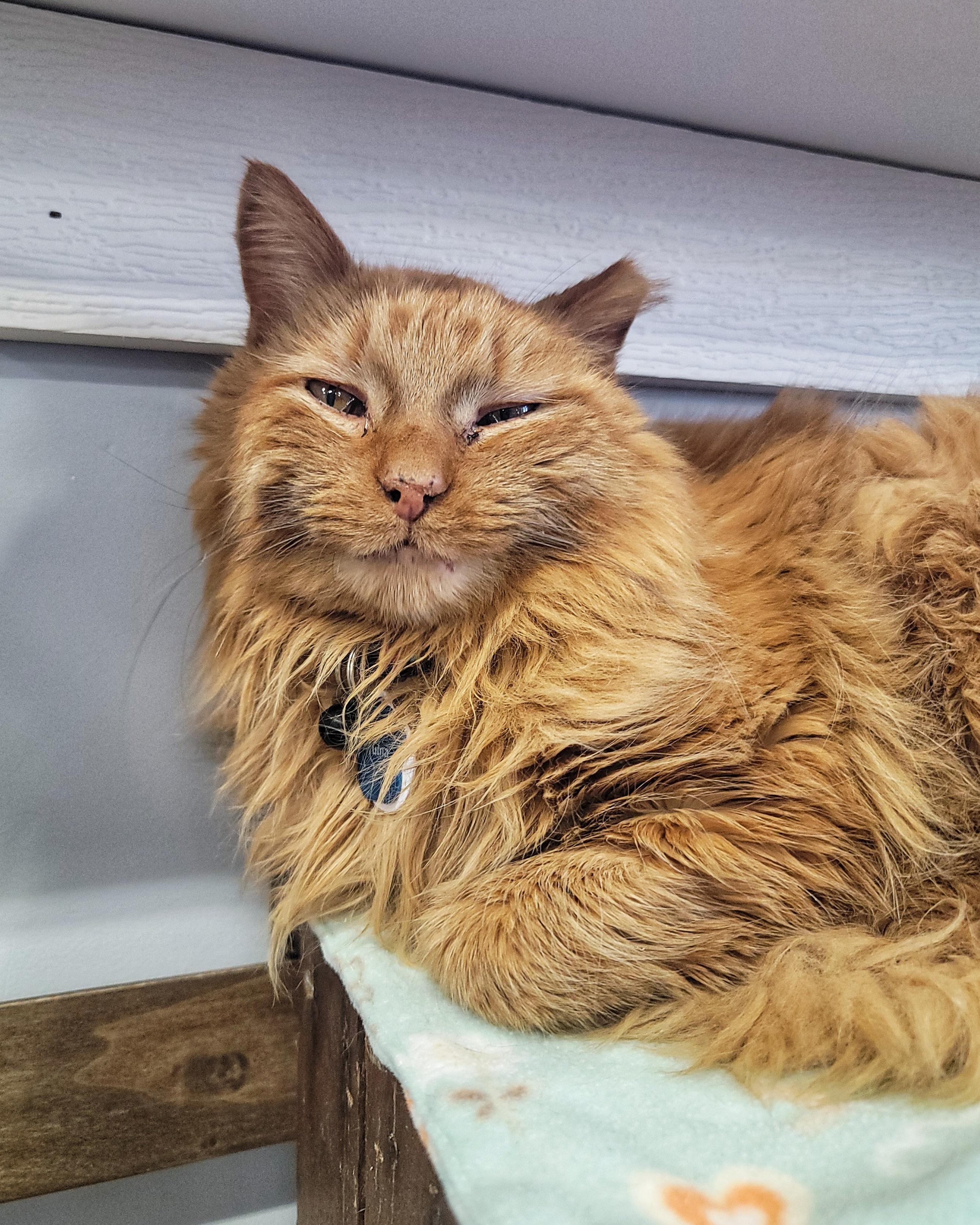 Enlarge YUMA, an adopted Domestic Medium Hair in Grand Rapids, MI image 3/6