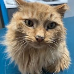 Enlarge YUMA, an adopted Domestic Medium Hair in Grand Rapids, MI image 6/6